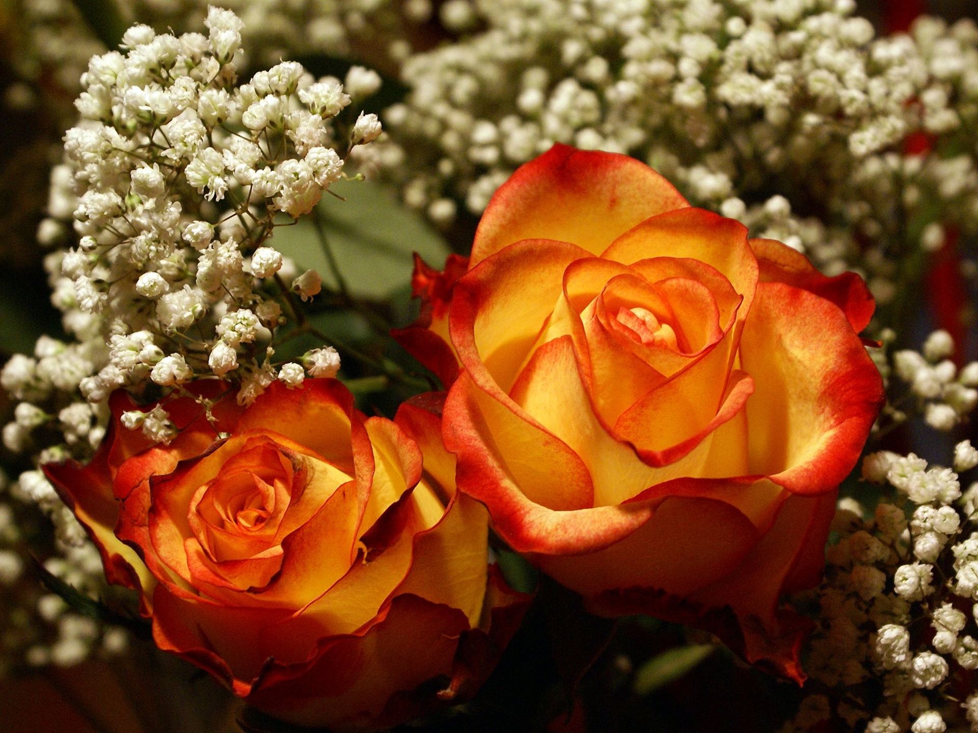 Widescreen wallpaper flowers close-up (18) #14 - 1920x1440