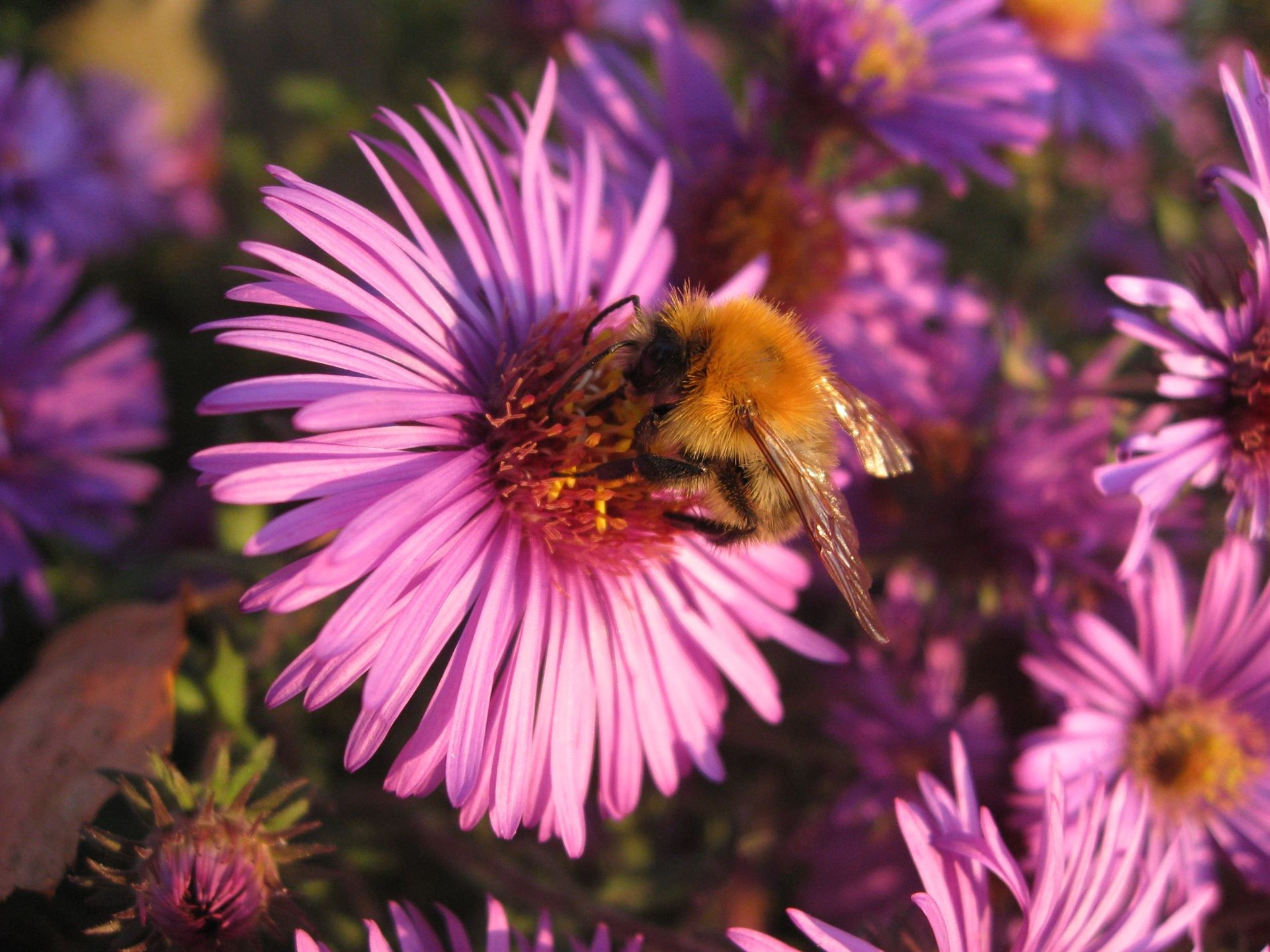 Aster Flores álbum fondo de pantalla #1 - 1920x1440