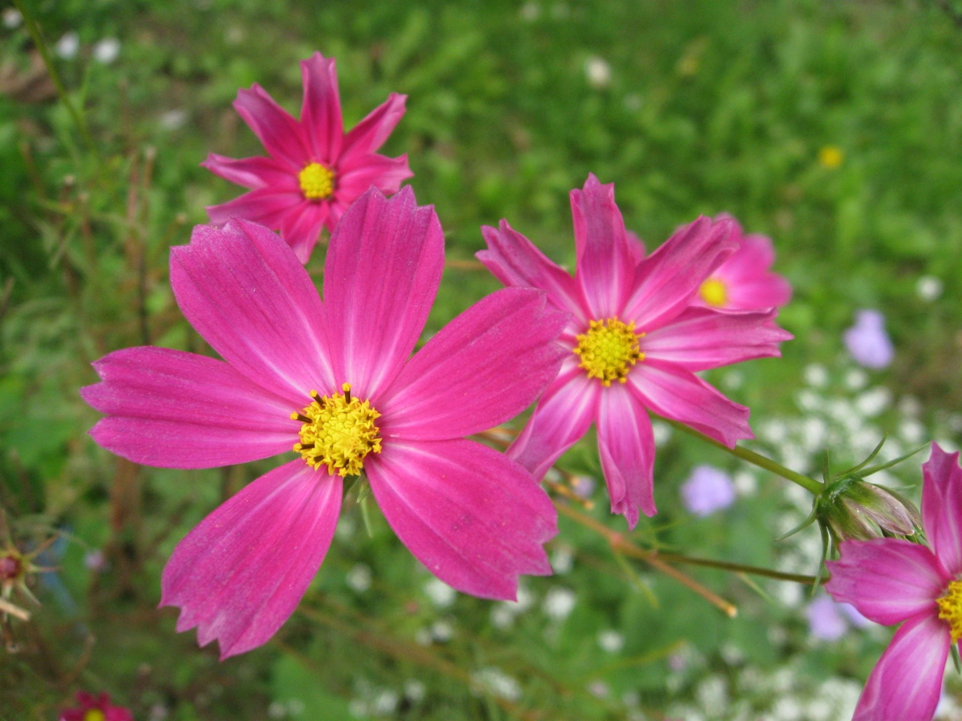 Aster Květiny wallpaper album #10 - 1920x1440