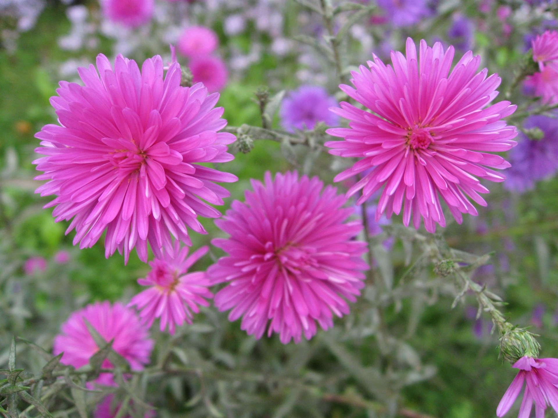 Aster Flowers 紫菀花 壁纸专辑12 - 1920x1440