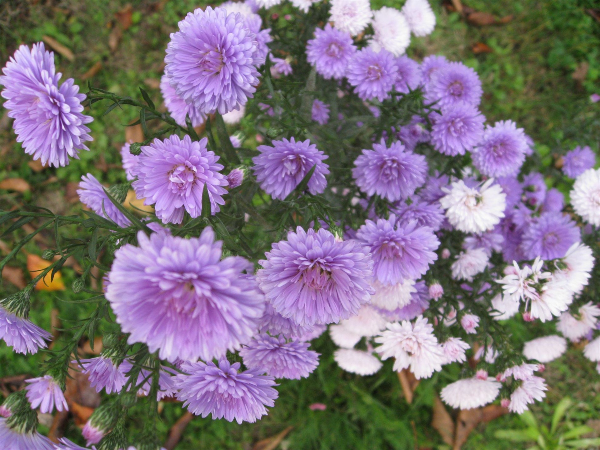 Aster Flowers Tapete Album #14 - 1920x1440