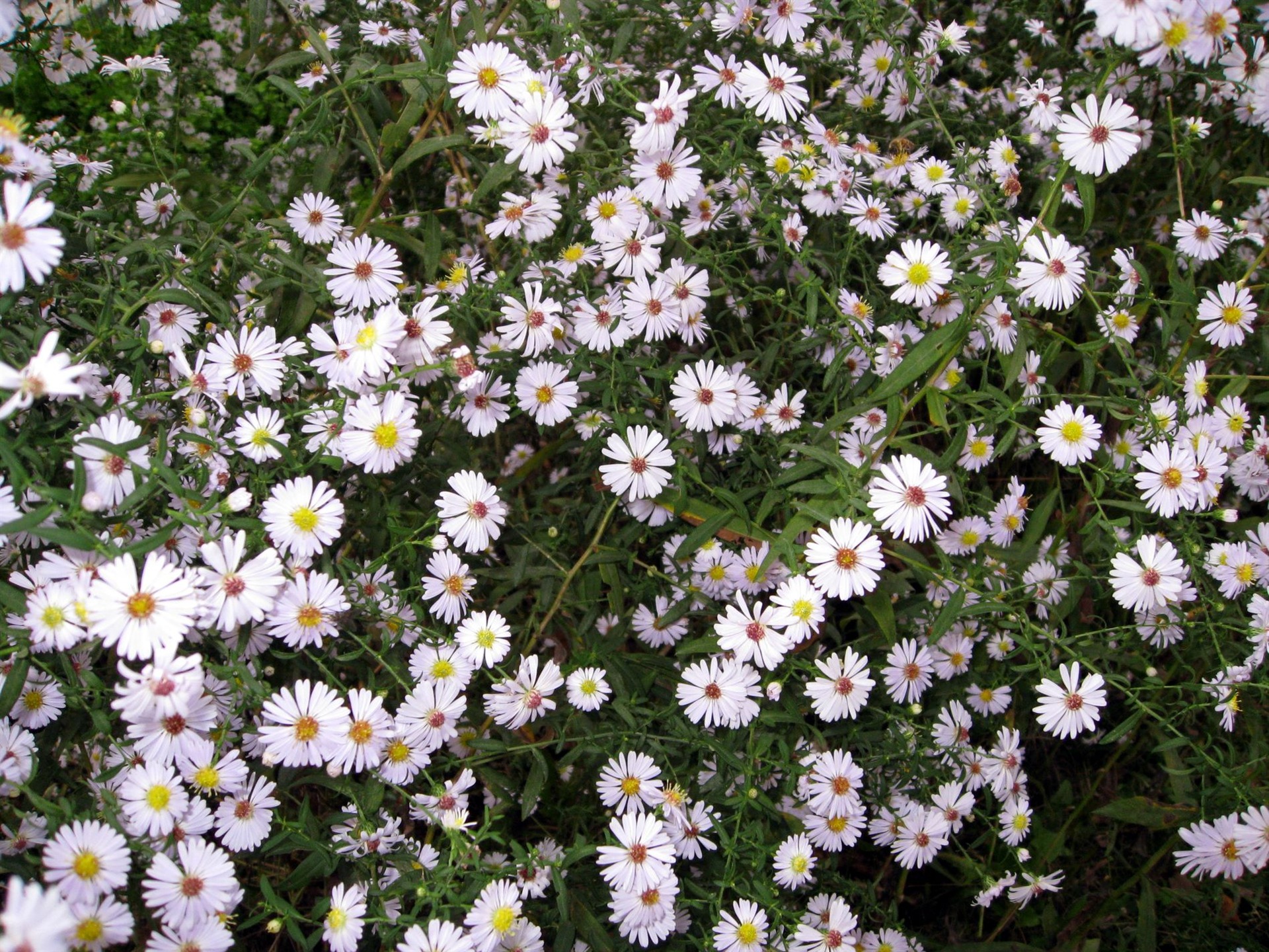 Aster Flores álbum fondo de pantalla #15 - 1920x1440