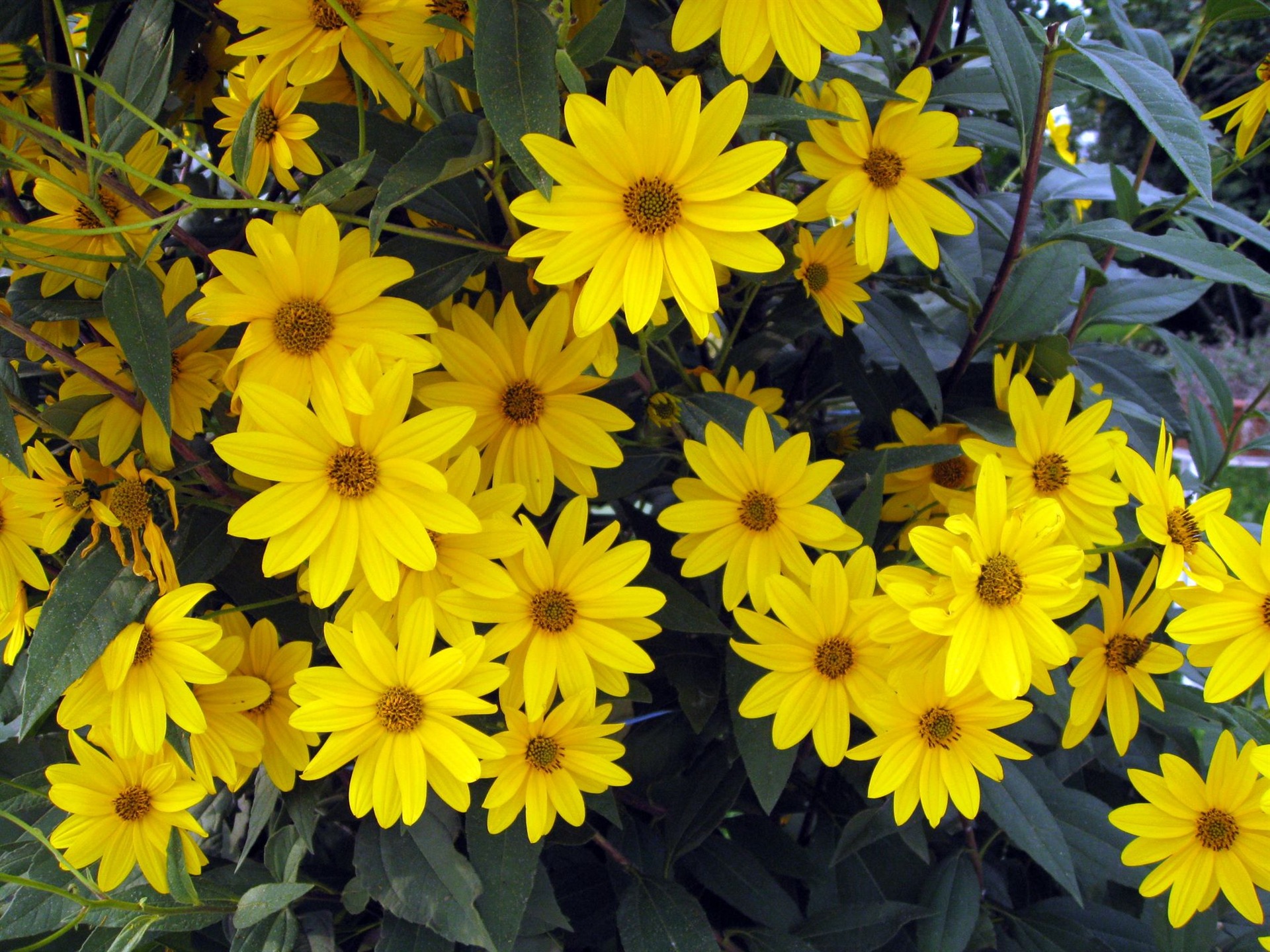 Aster Květiny wallpaper album #19 - 1920x1440