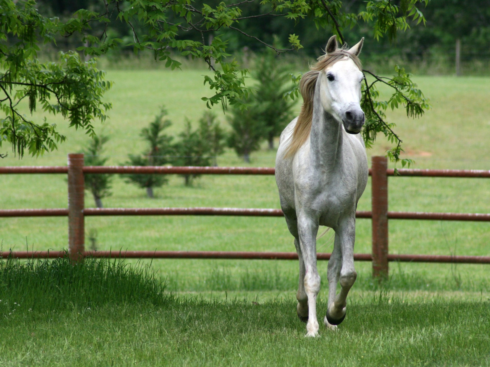 Caballo Super fotografía de fondo (1) #11 - 1920x1440