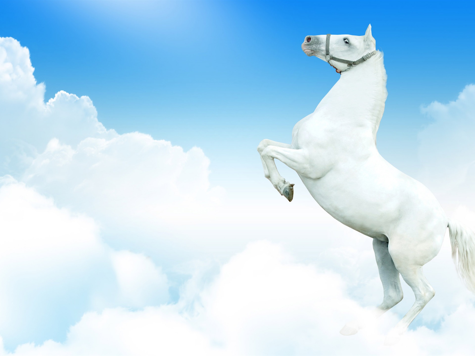 Super horse photo wallpaper (2) #7 - 1920x1440