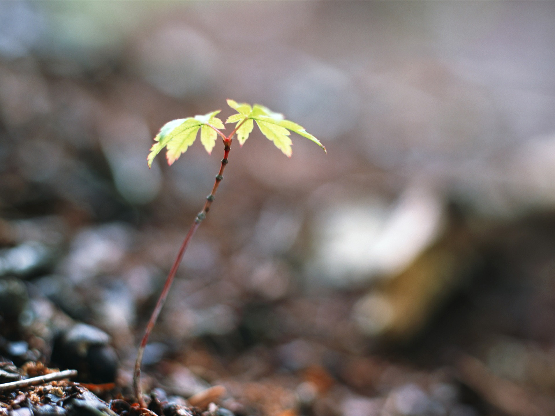 清新的绿芽特写壁纸5 - 1920x1440