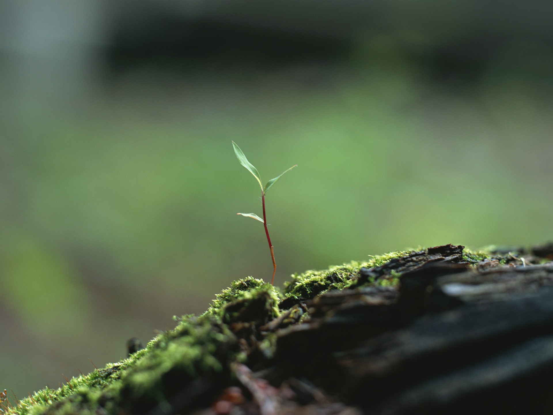 The fresh green shoots close-up wallpaper #13 - 1920x1440