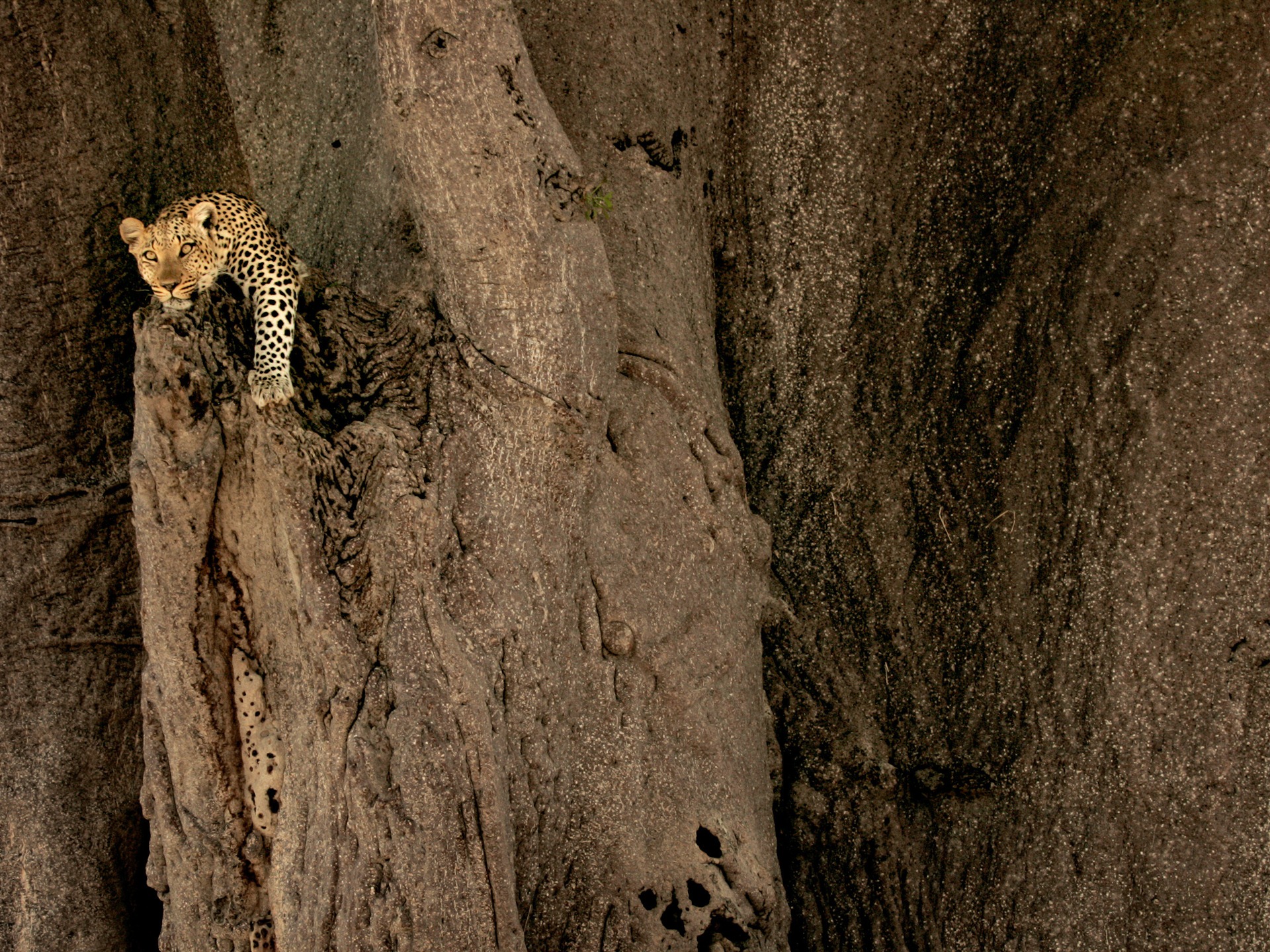 Mac OS X Mountain Lion 蘋果山獅系統隱藏的高清壁紙 #21 - 1920x1440