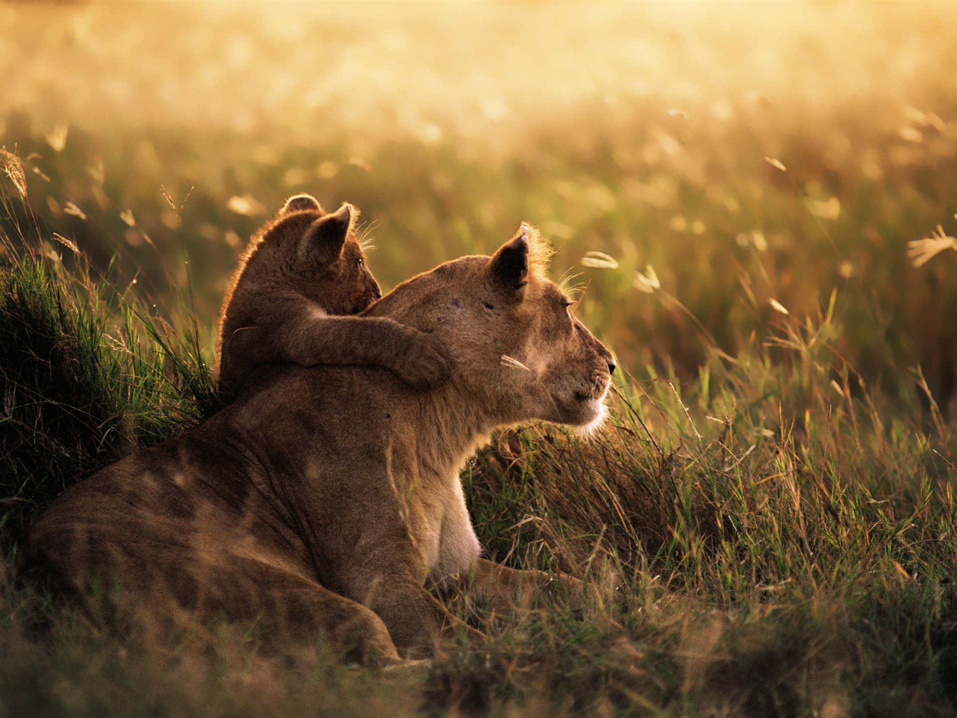 Mac OS X Mountain Lion 蘋果山獅系統隱藏的高清壁紙 #29 - 1920x1440