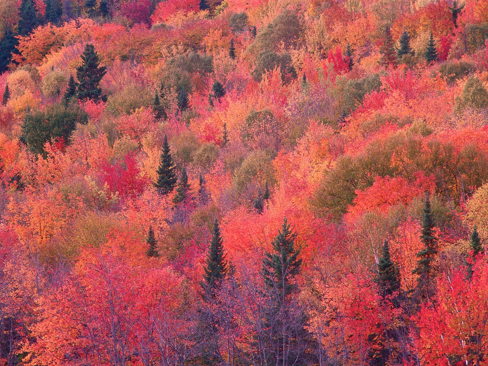 Mac OS X Mountain Lion Apple system hidden HD wallpapers #30 - 1920x1440