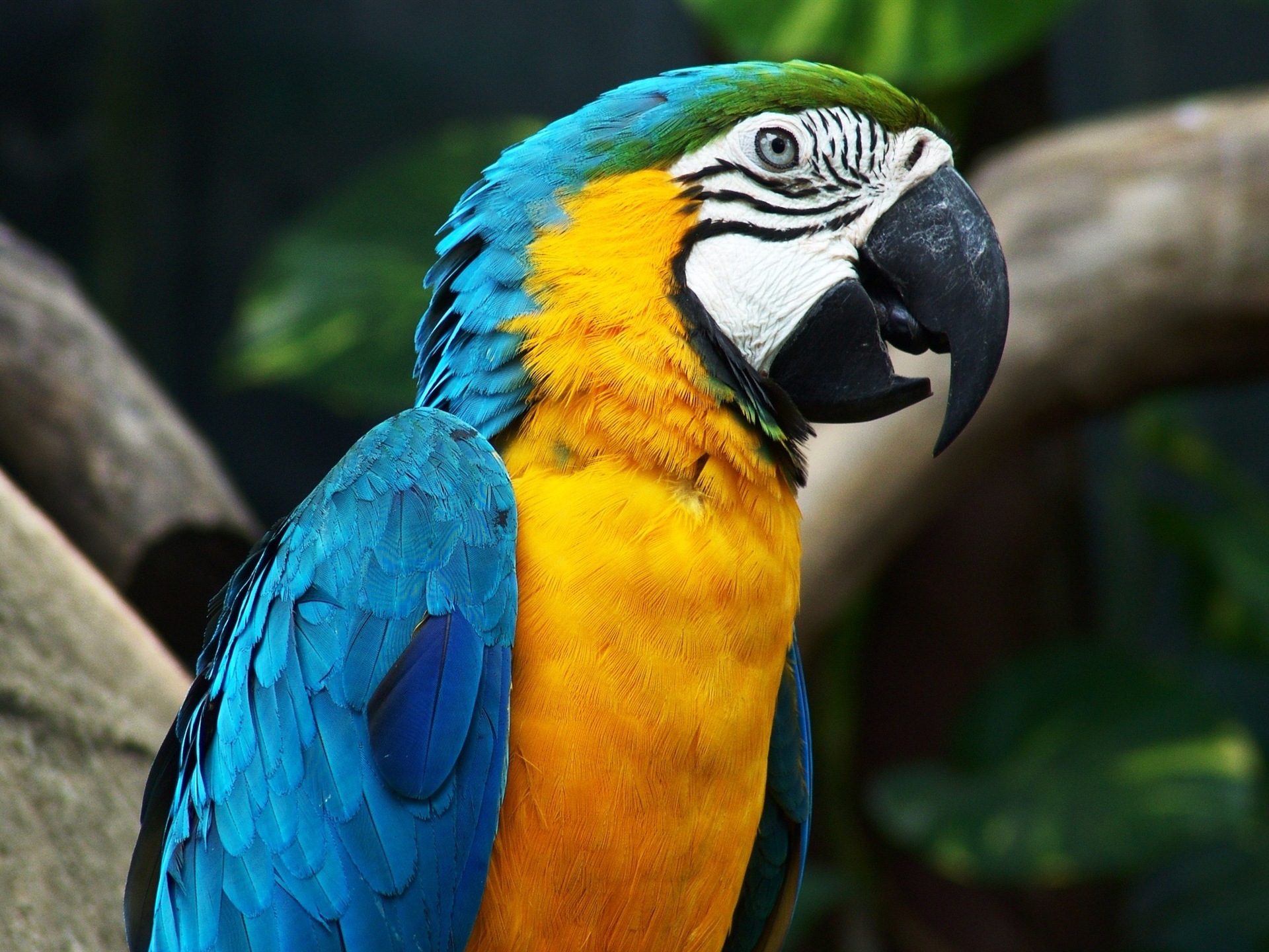 macaw close-up HD Tapety na plochu #7 - 1920x1440