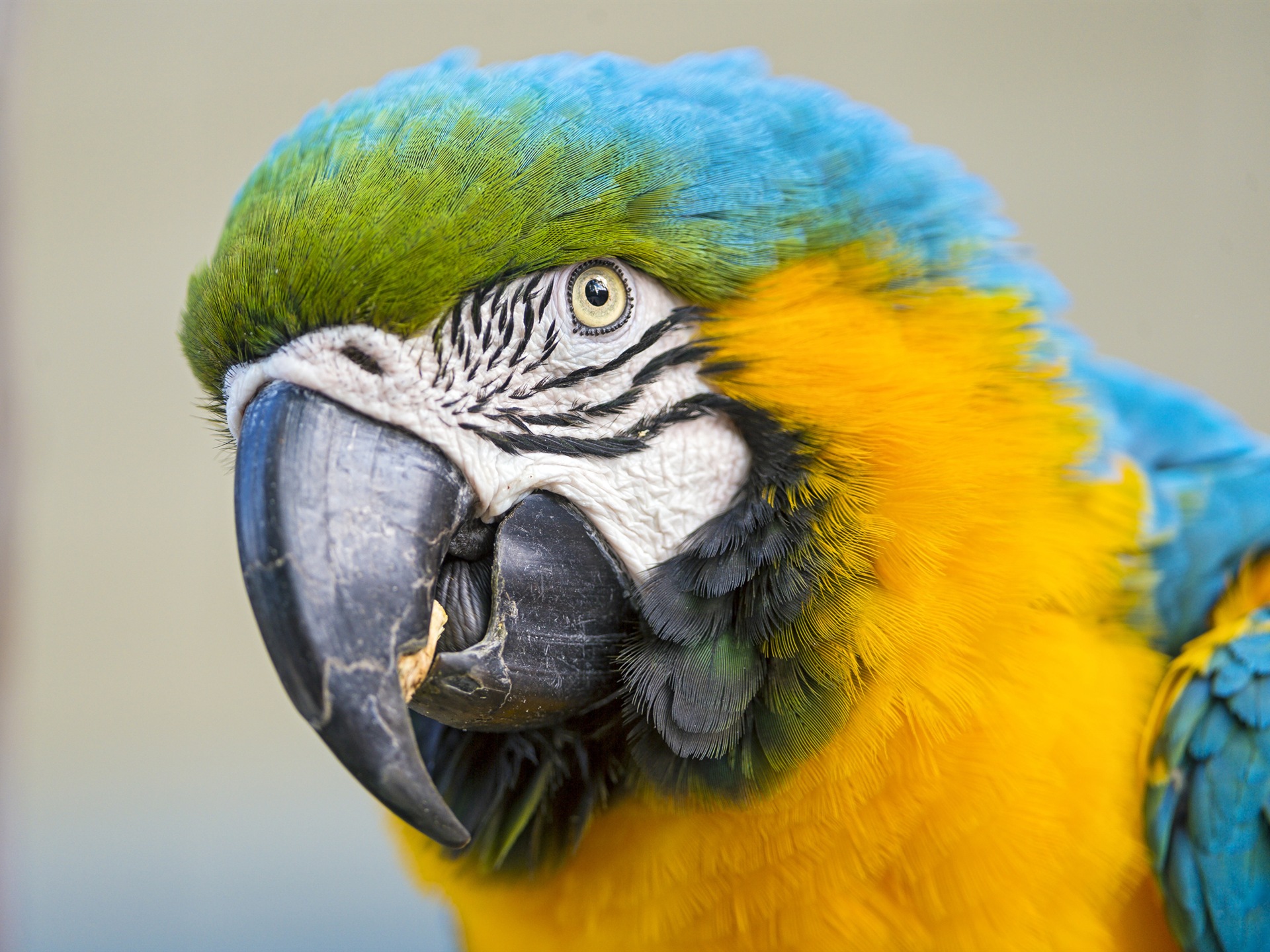Macaw close-up HD wallpapers #15 - 1920x1440
