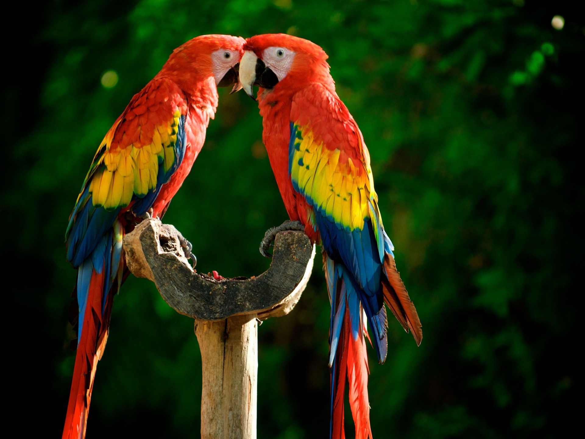 Macaw close-up HD wallpapers #16 - 1920x1440