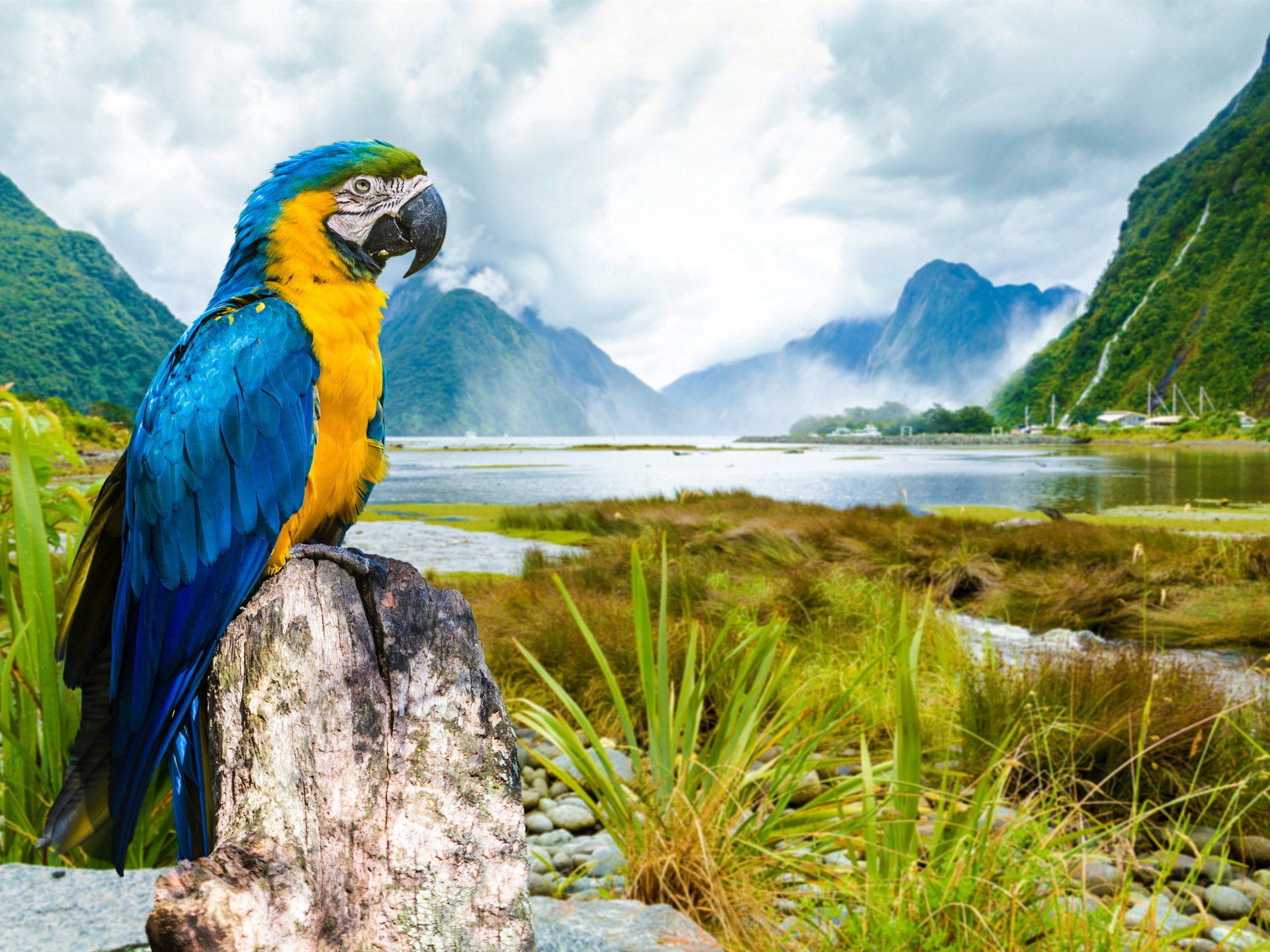 Macaw close-up HD wallpapers #5 - 1920x1440