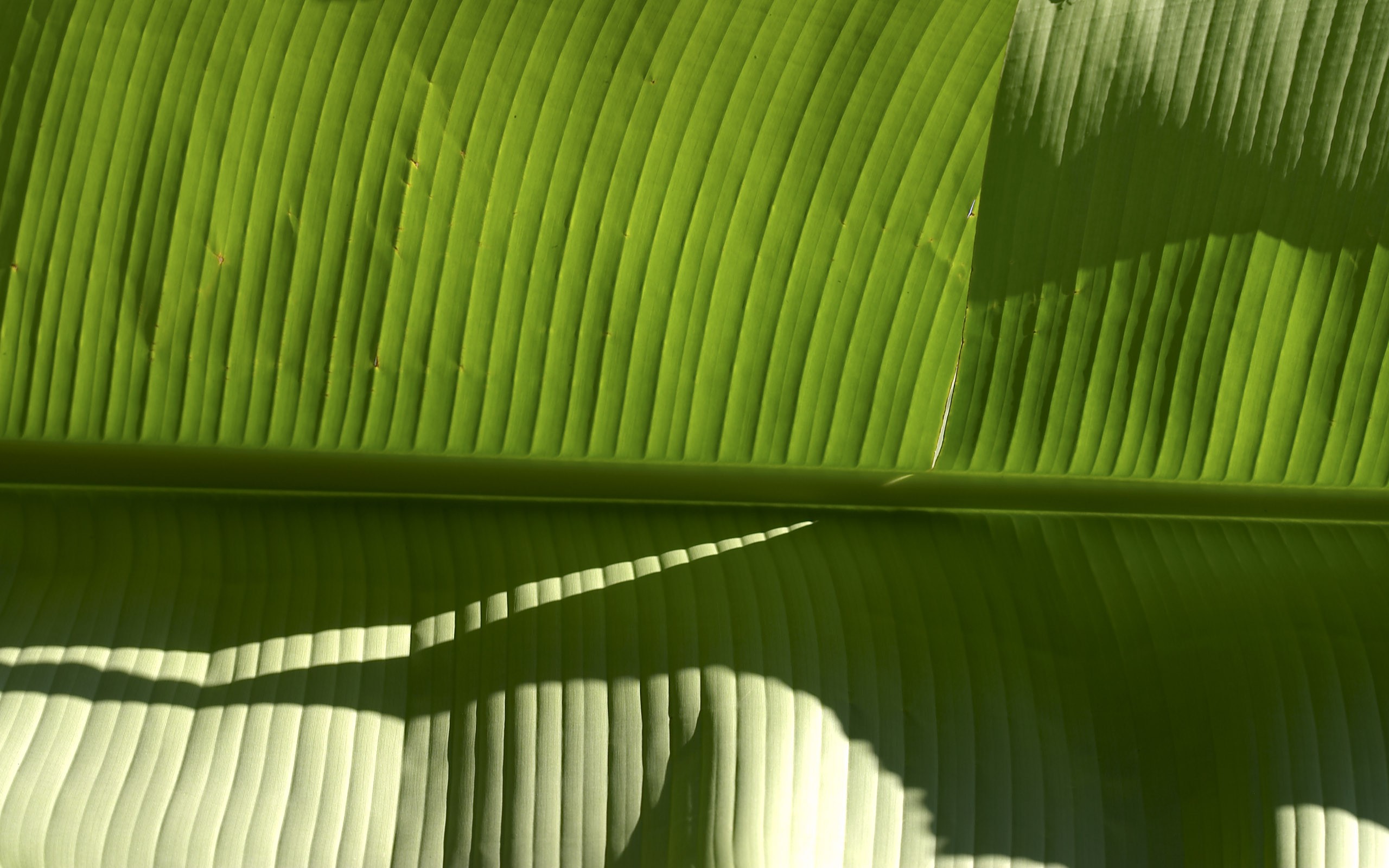 超大葉脈花草高清壁紙 #3 - 2560x1600