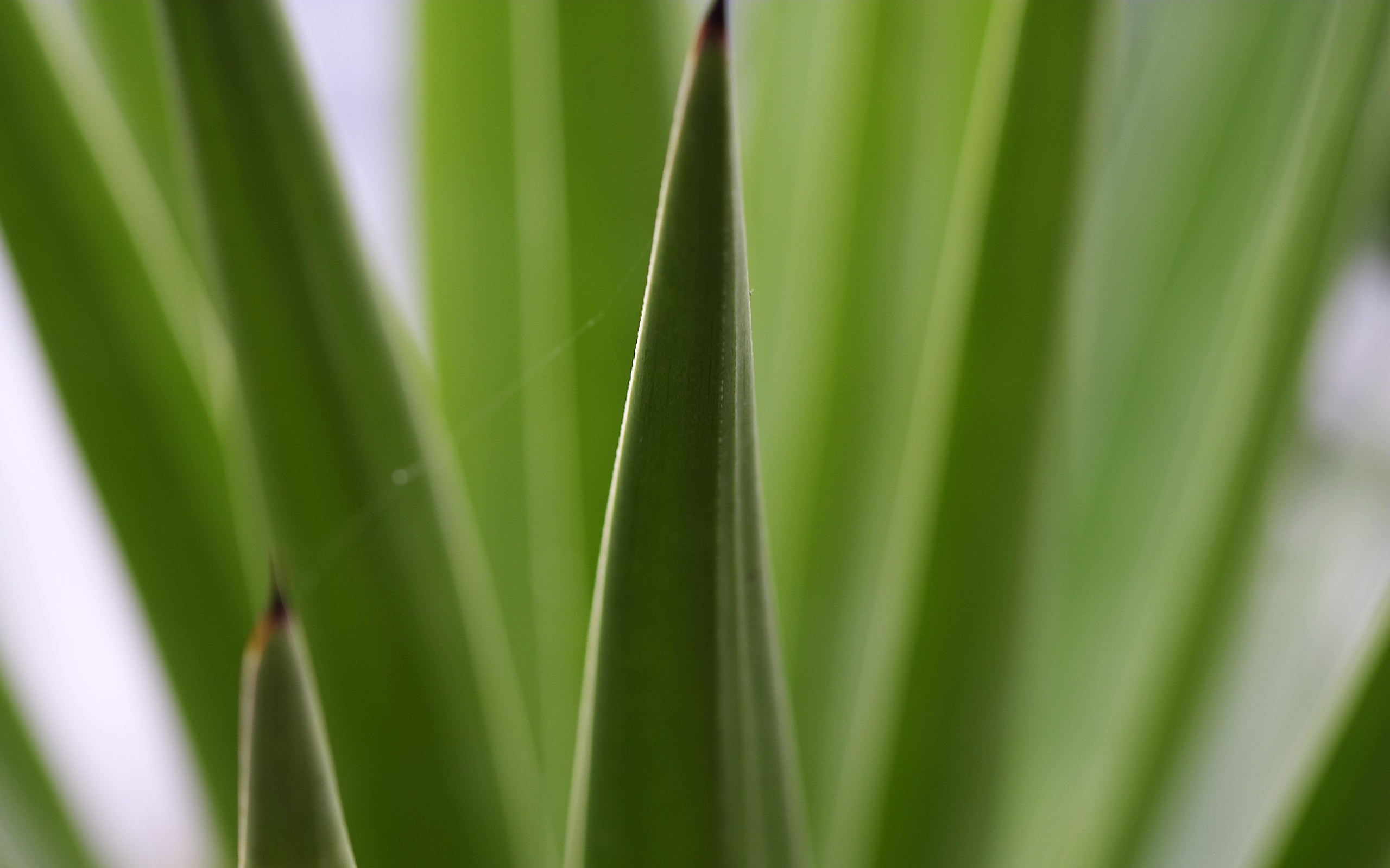 HD wallpaper flowers large vein #14 - 2560x1600