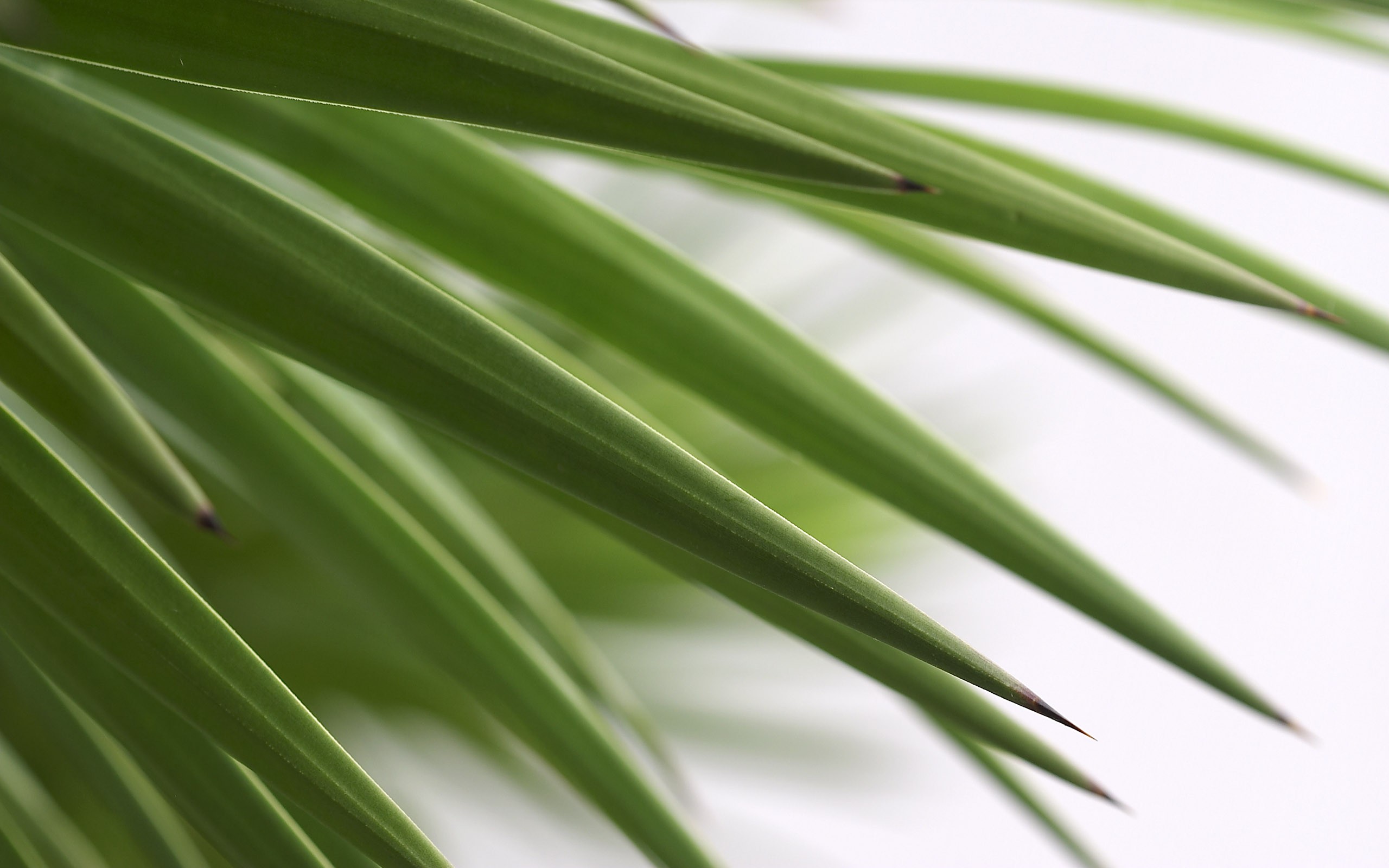 超大葉脈花草高清壁紙 #29 - 2560x1600