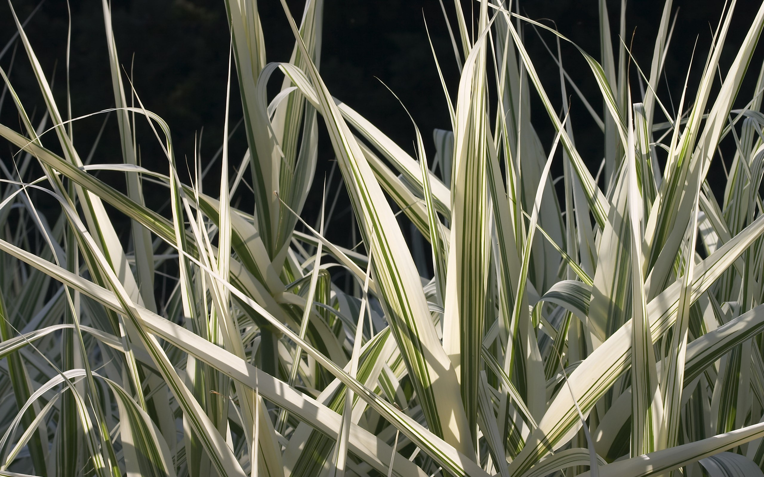 超大葉脈花草高清壁紙 #37 - 2560x1600