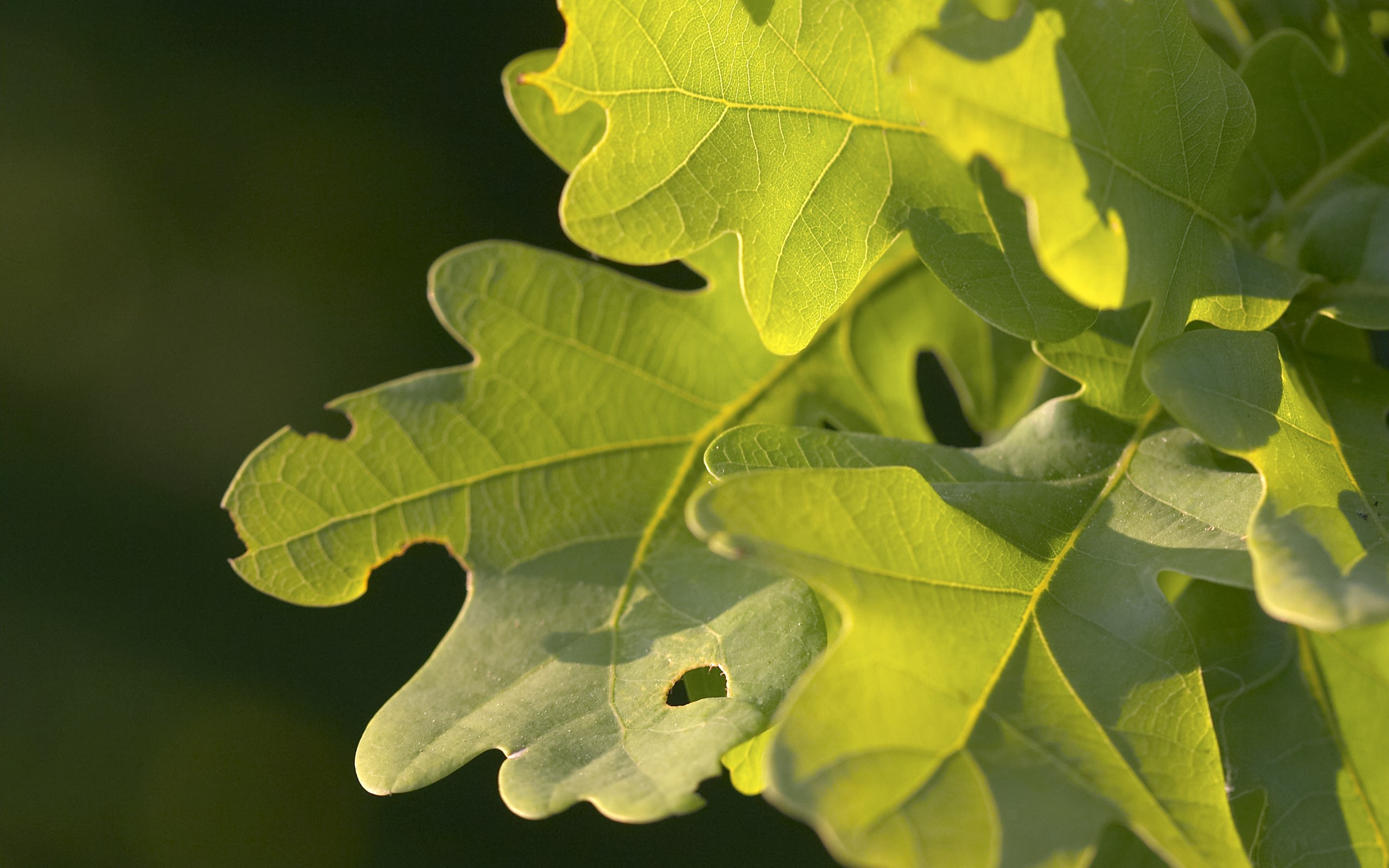 超大葉脈花草高清壁紙 #39 - 2560x1600