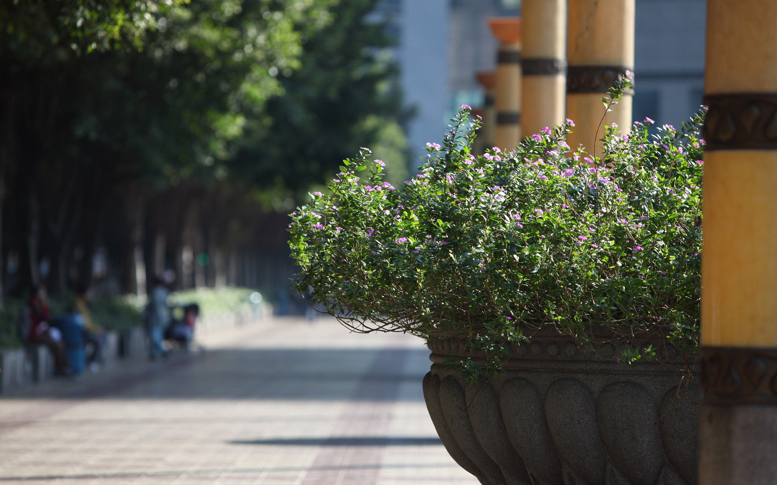 佳能 5D Mark II 樣張壁紙 #3 - 2560x1600