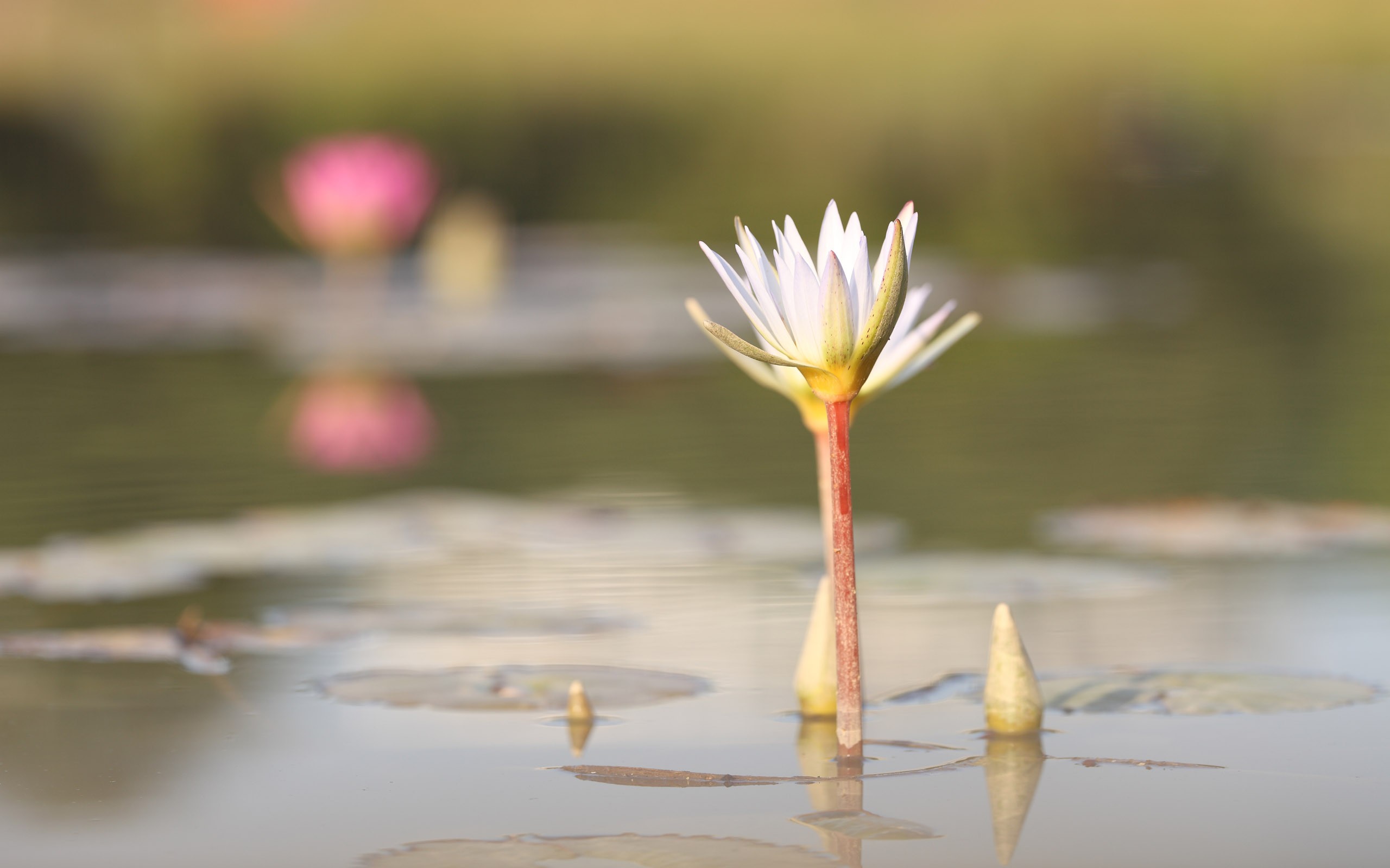 佳能 5D Mark II 樣張壁紙 #8 - 2560x1600