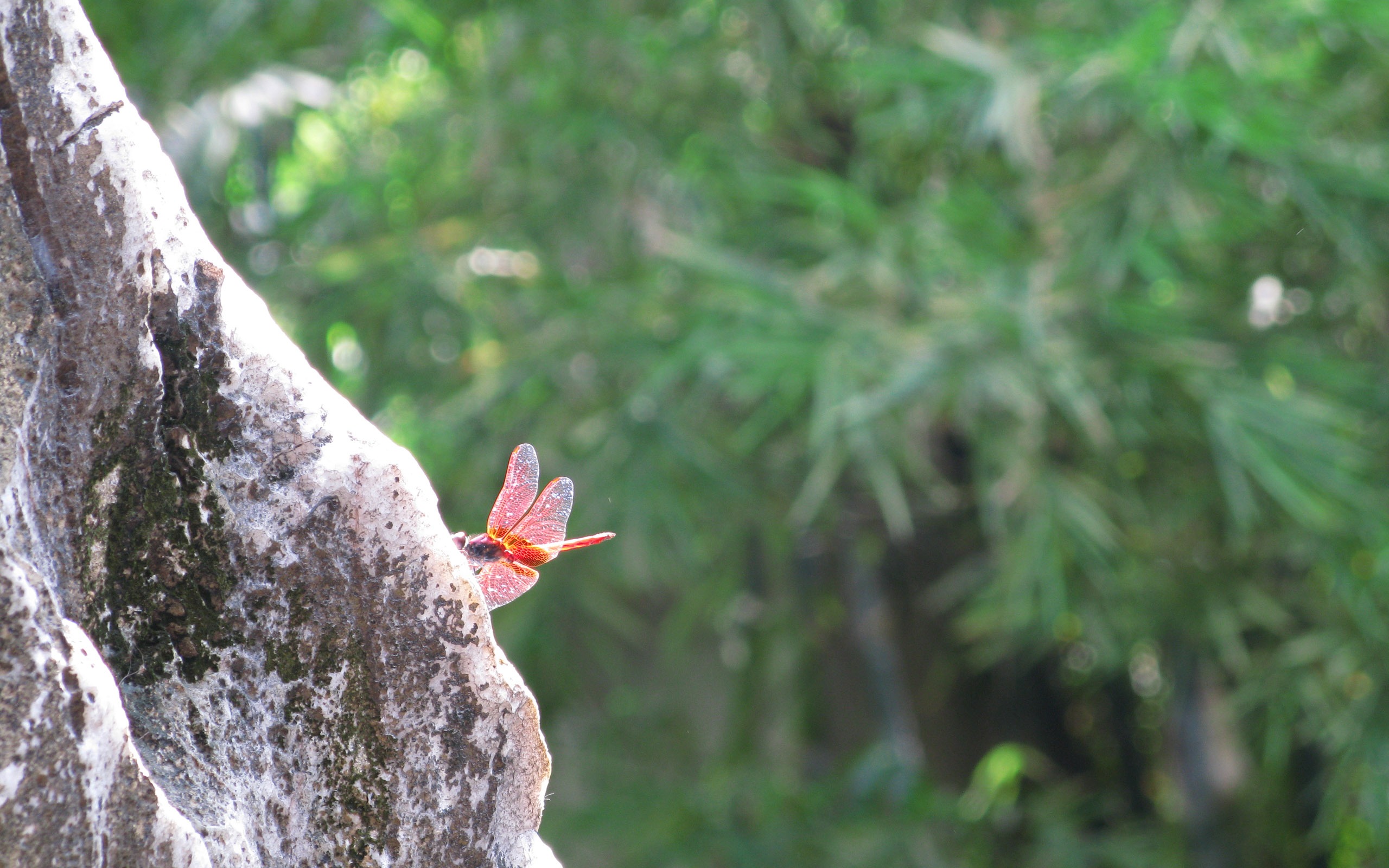 佳能 G9 樣張壁紙 #3 - 2560x1600