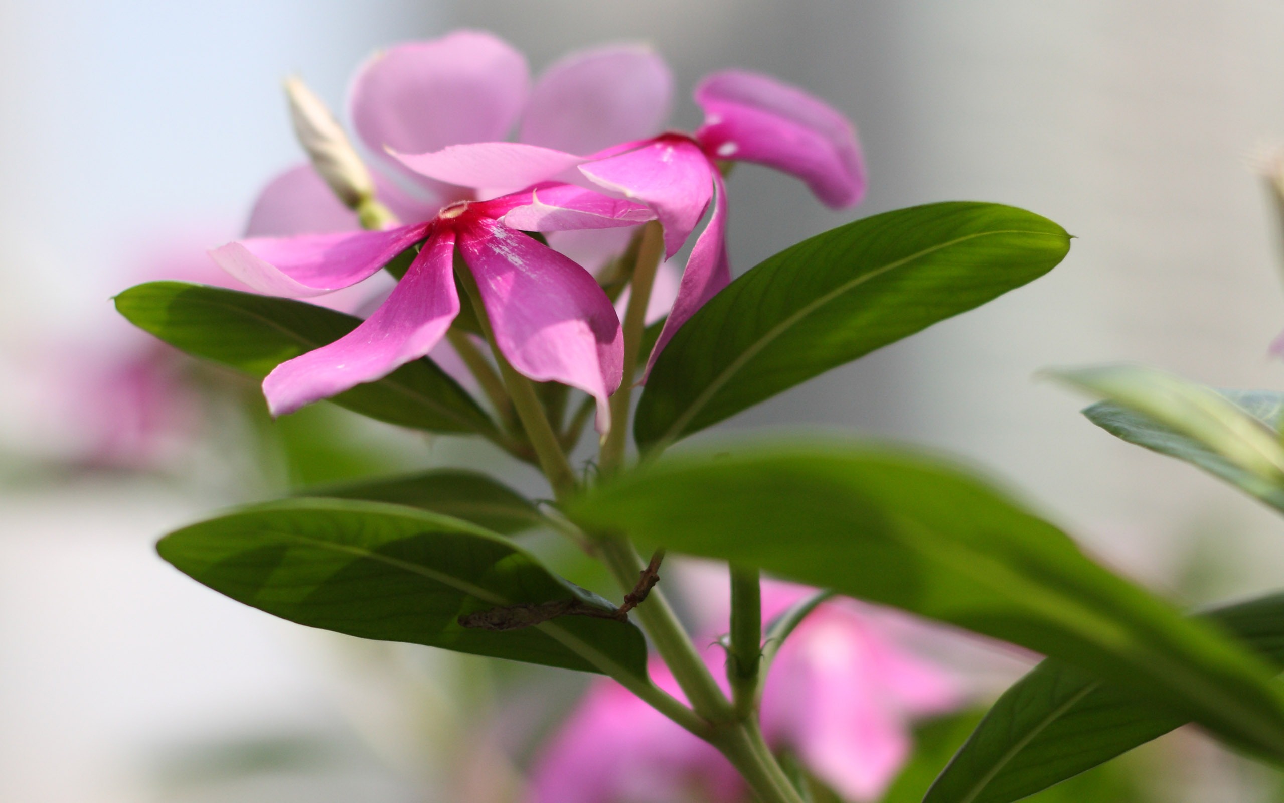 佳能 EOS 450D 樣張壁紙 #6 - 2560x1600