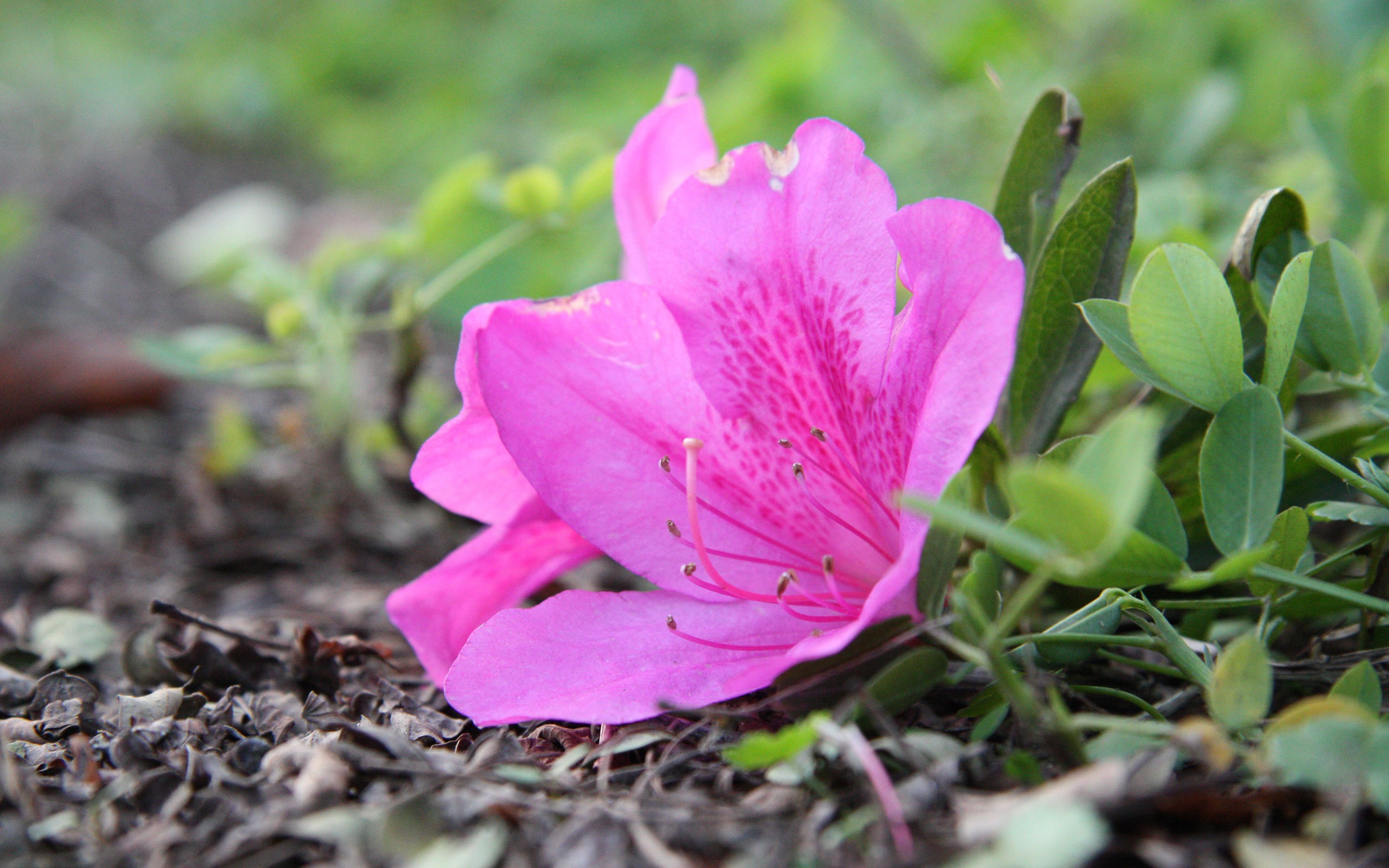 佳能 EOS 450D 樣張壁紙 #10 - 2560x1600