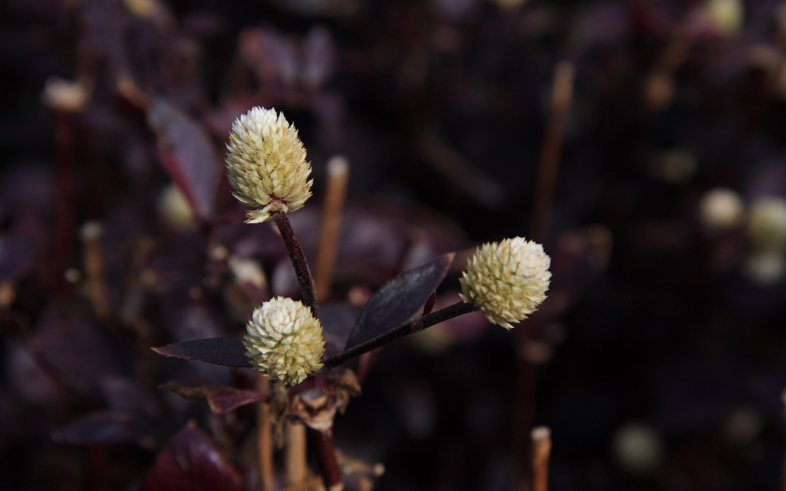 佳能 EOS 40D 樣張壁紙 #10 - 2560x1600