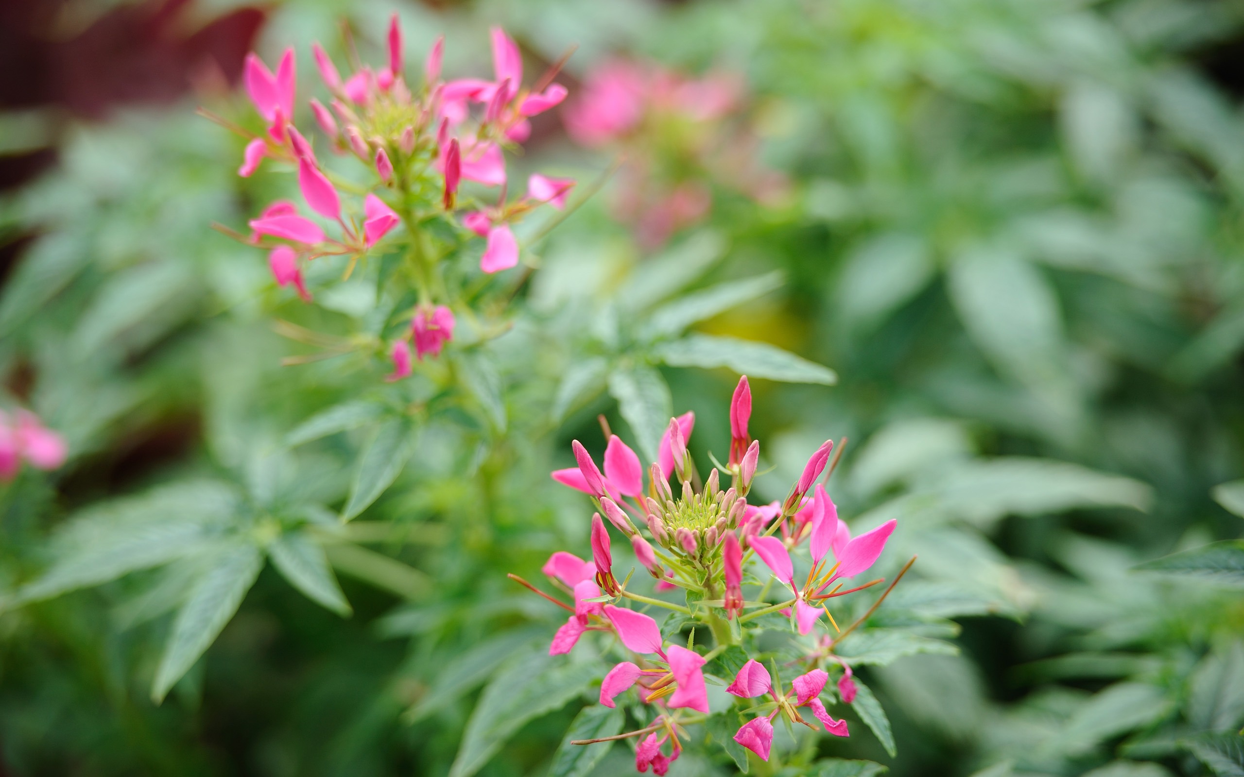 尼康 D700 樣張壁紙 #1 - 2560x1600