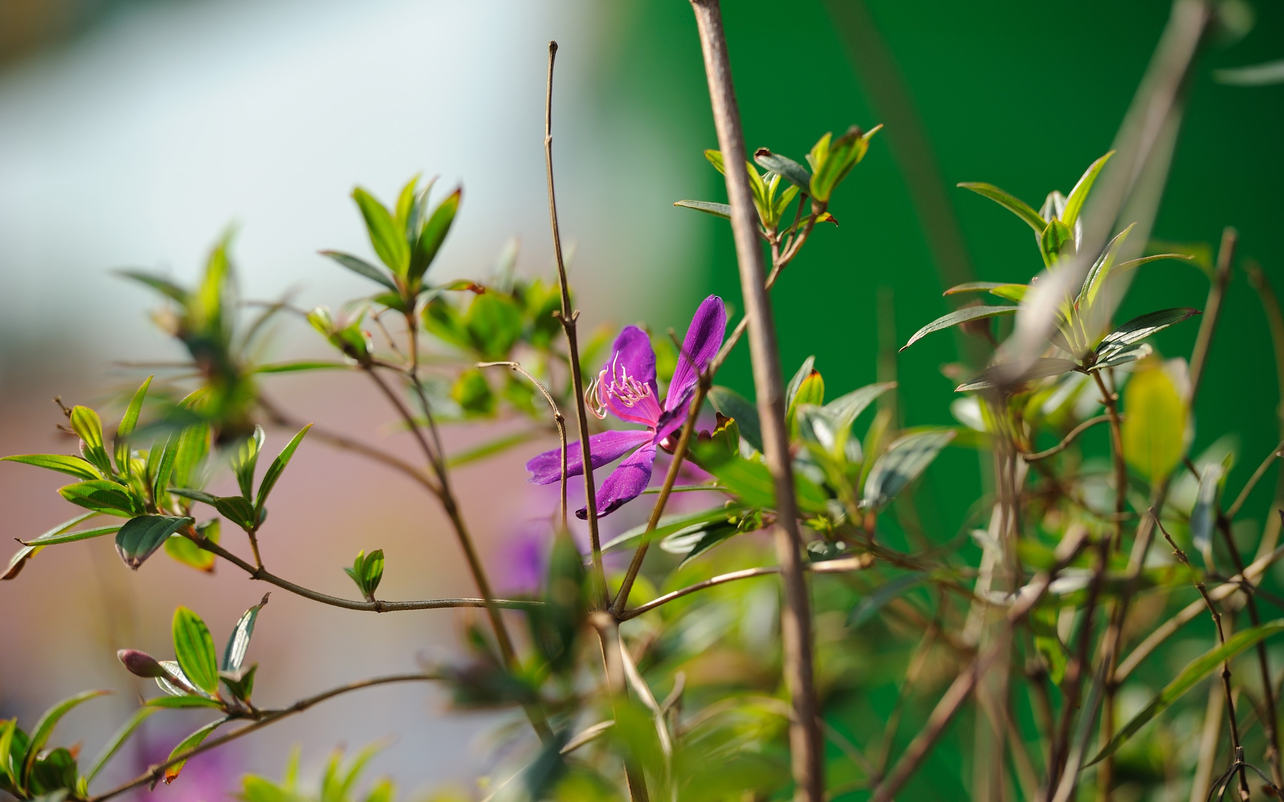 尼康 D700 樣張壁紙 #7 - 2560x1600