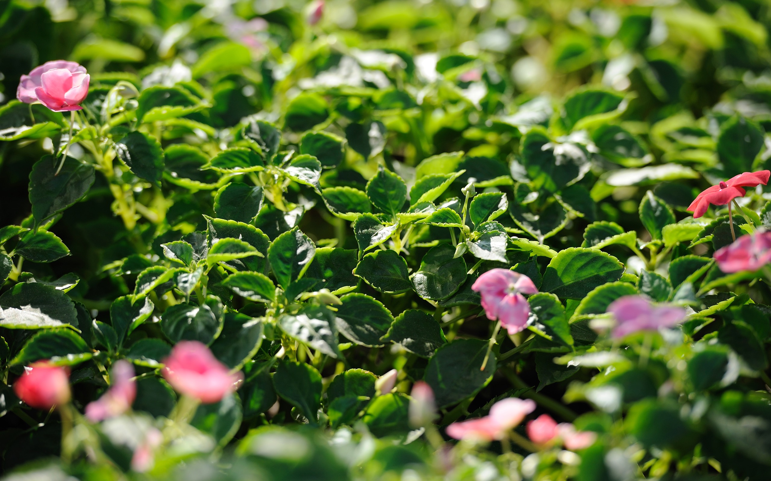 尼康 D700 样张壁纸 (评测样张)8 - 2560x1600