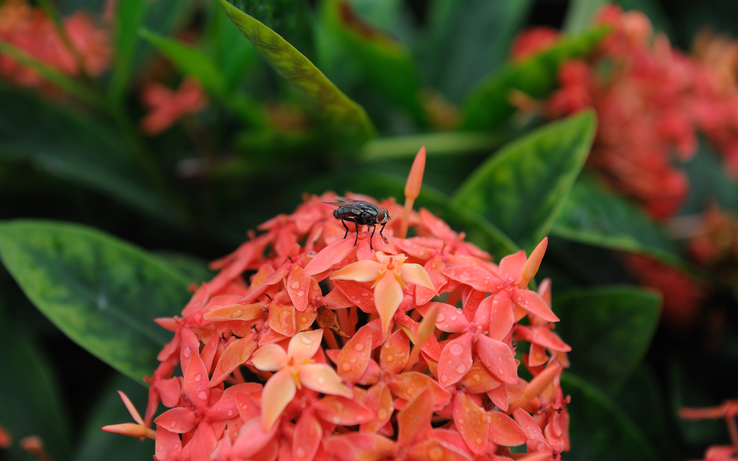 尼康 D700 樣張壁紙 #46 - 2560x1600