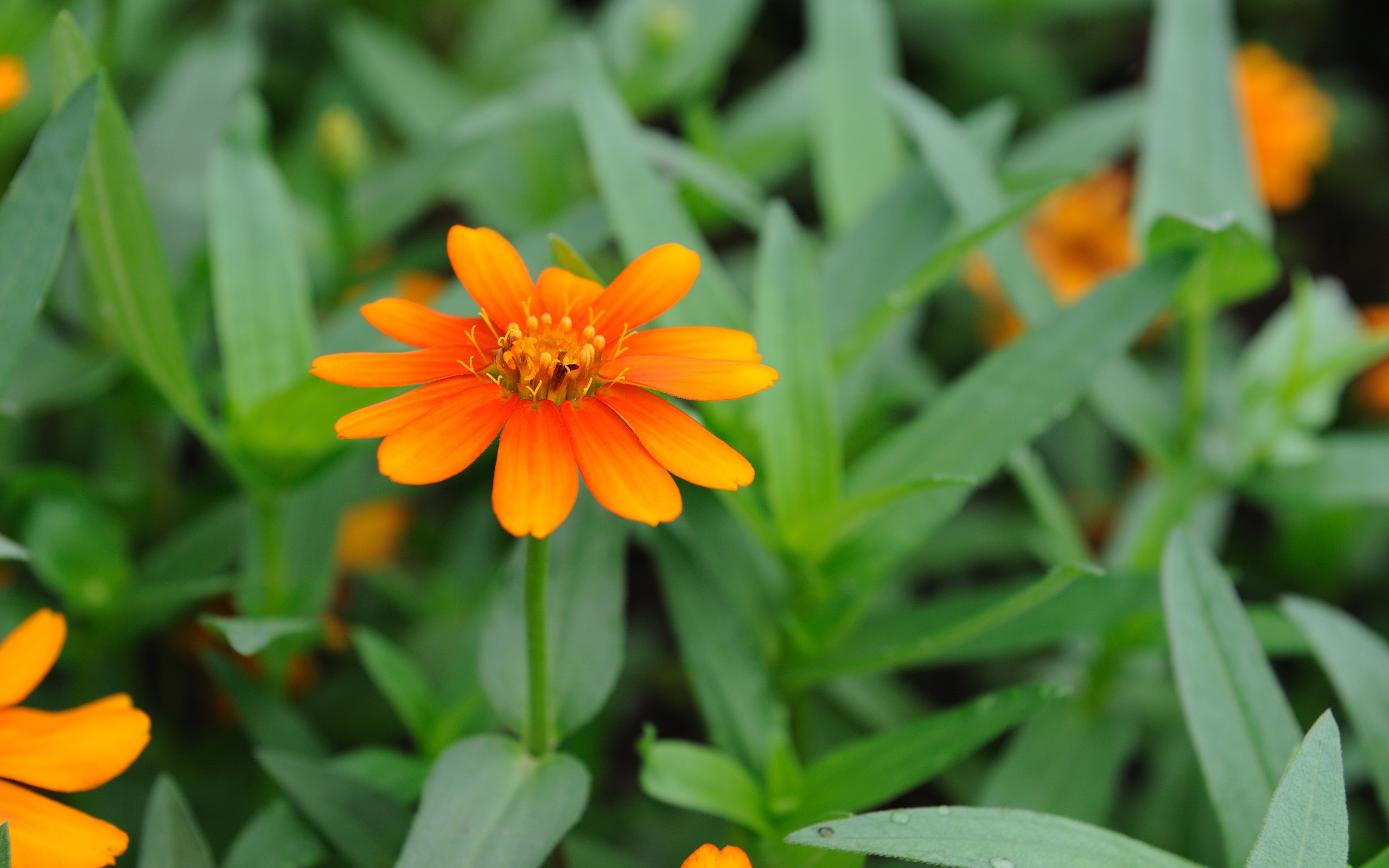 尼康 D700 样张壁纸 (评测样张)49 - 2560x1600