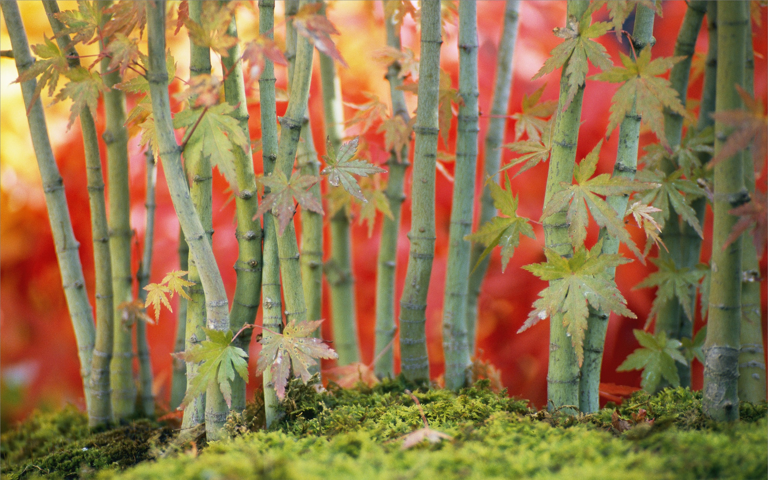 Apple雪豹全套默認壁紙 #2 - 2560x1600