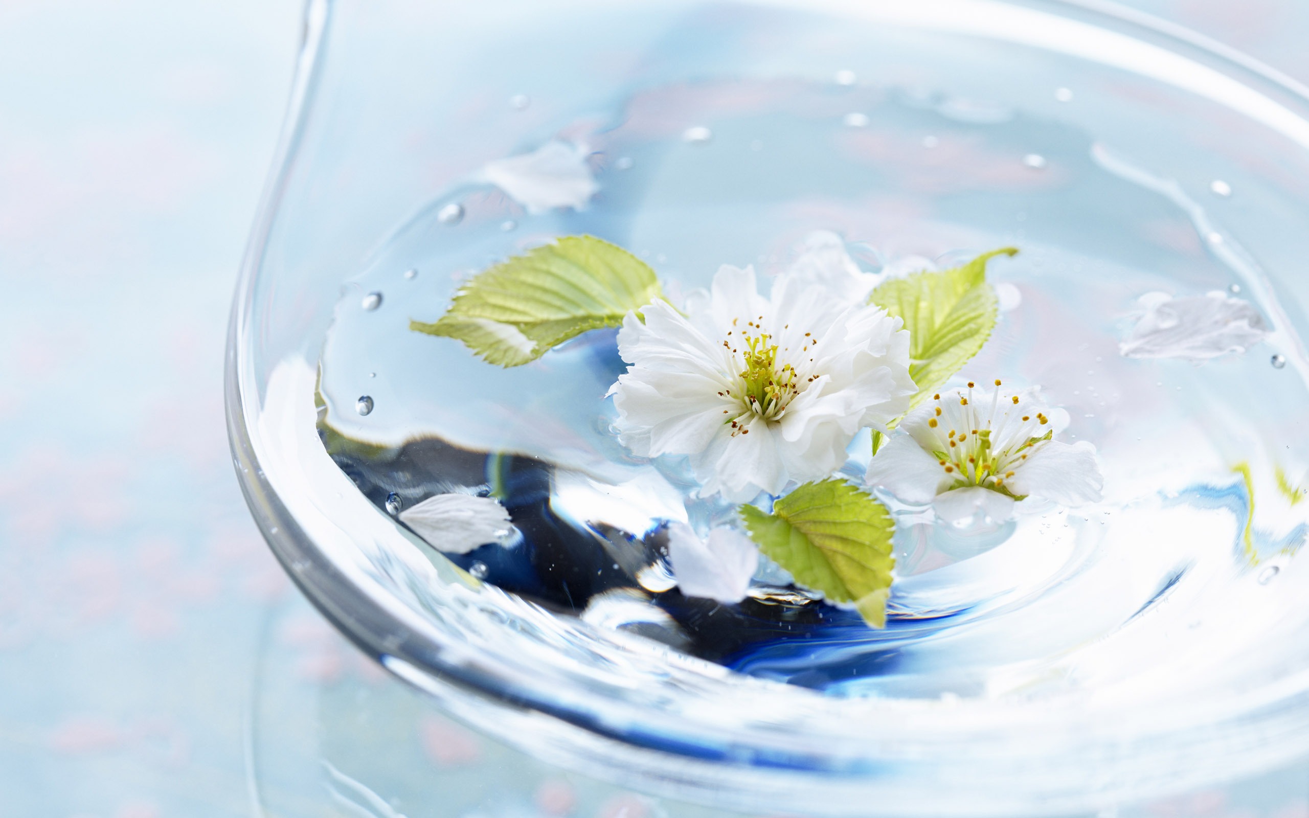 花卉禮品高清壁紙(四) #7 - 2560x1600