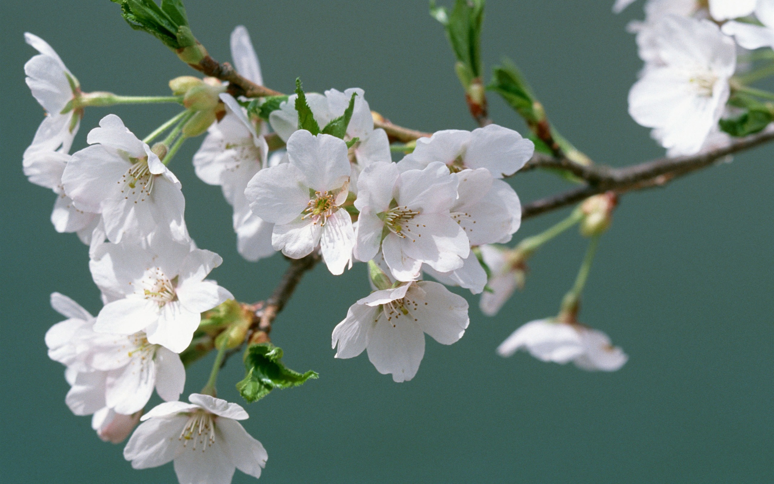 Flowers close-up (16) #5 - 2560x1600