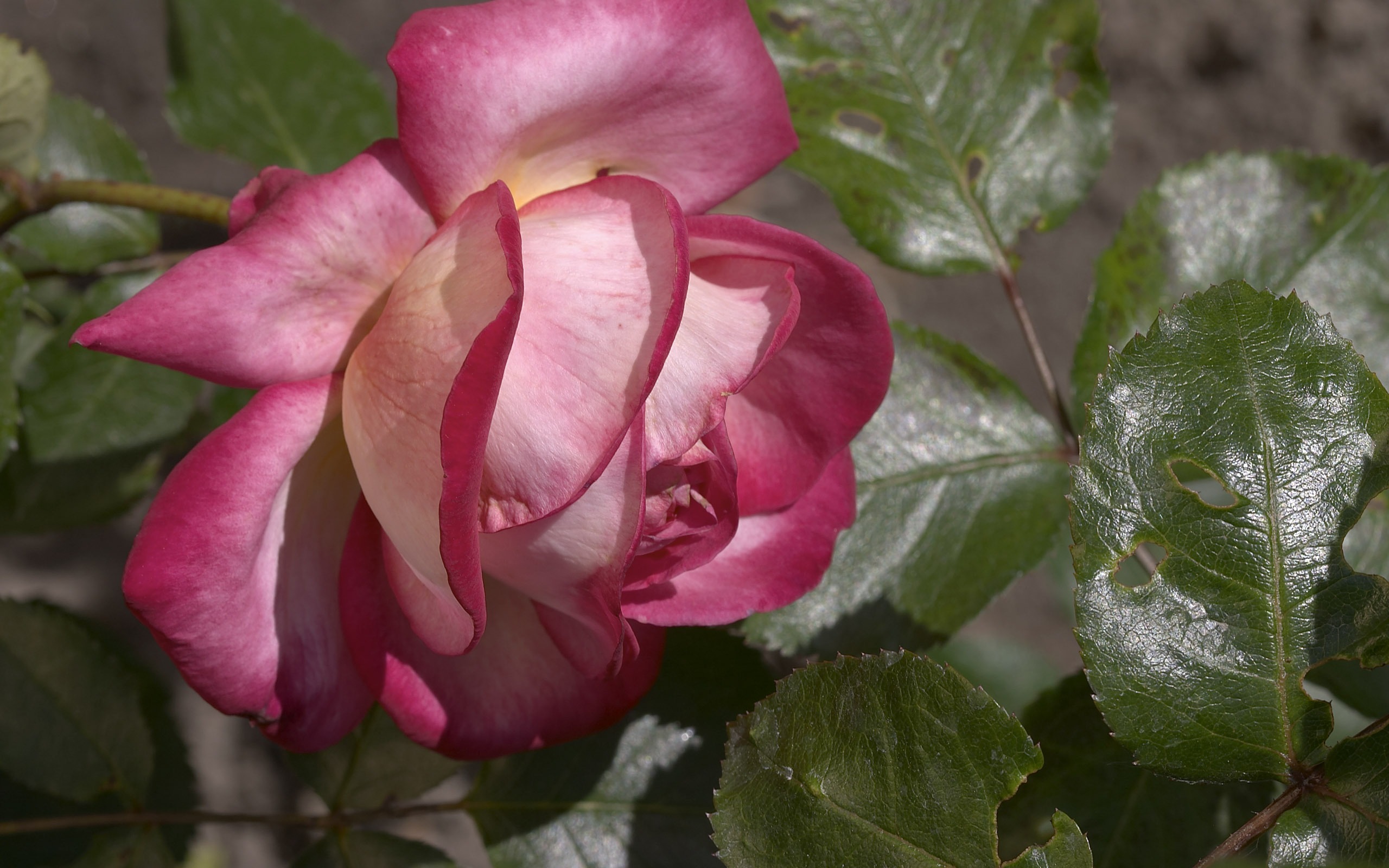 超大鲜花特写 壁纸(一)3 - 2560x1600