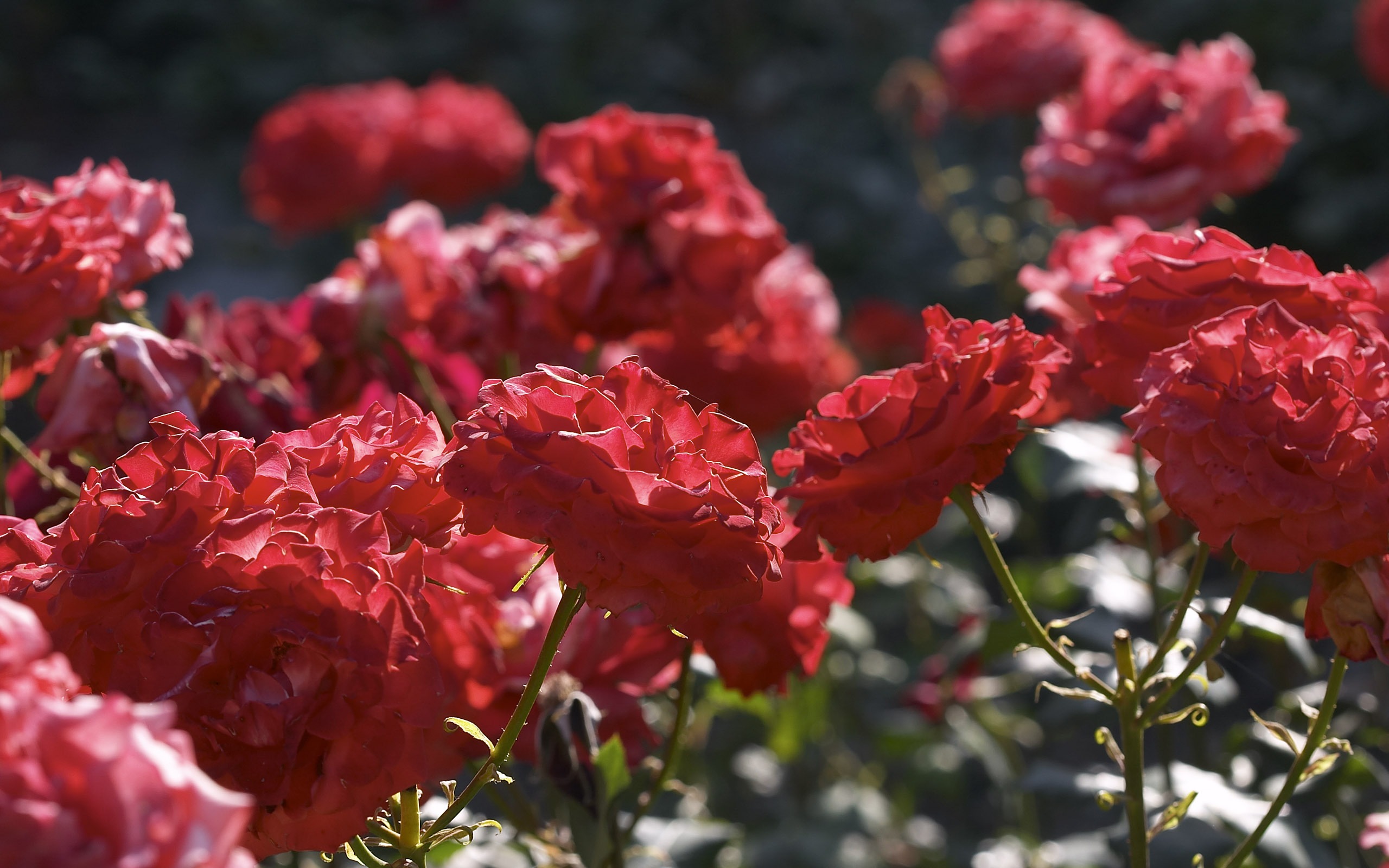 Large Flower Feature Wallpaper (1) #4 - 2560x1600