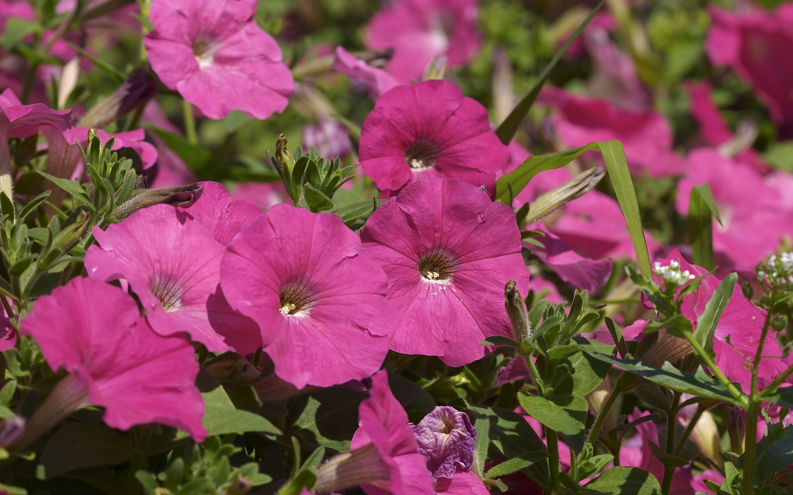 超大鮮花特寫 壁紙(一) #10 - 2560x1600