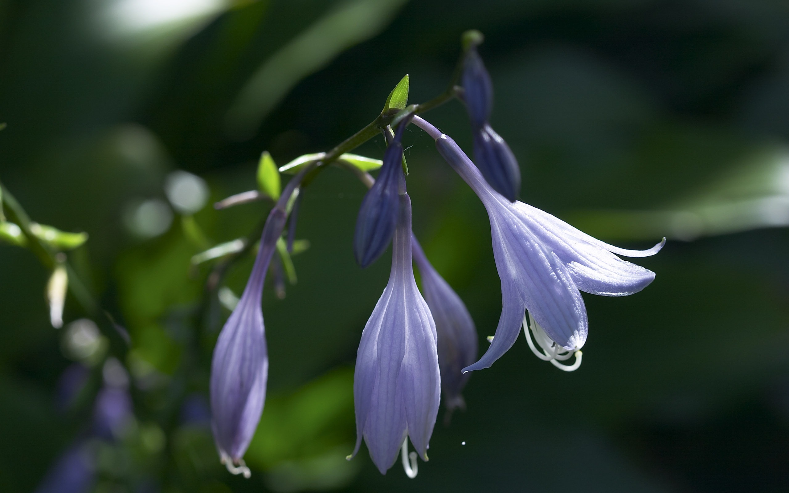 超大鲜花特写 壁纸(一)12 - 2560x1600