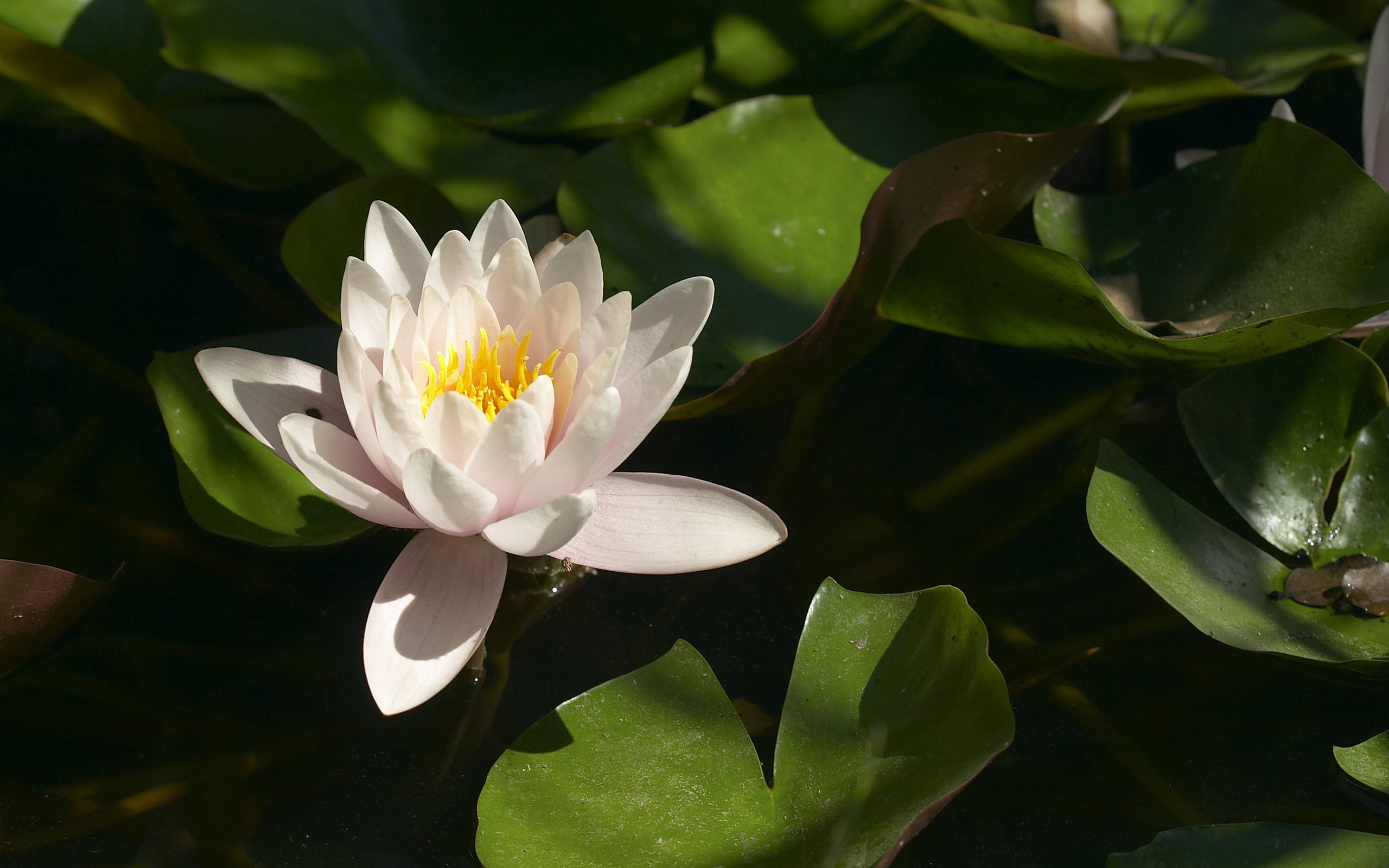 超大鮮花特寫 壁紙(二) #2 - 2560x1600