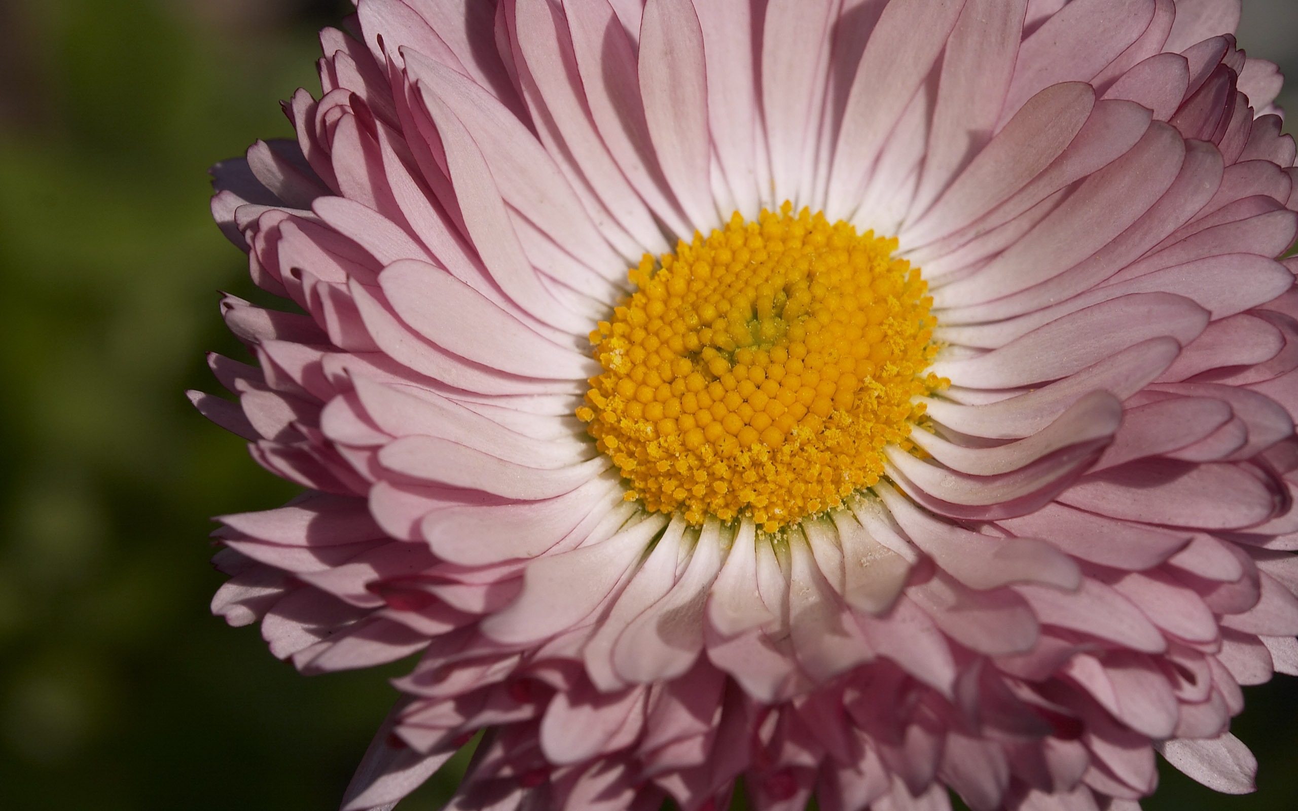 超大鮮花特寫 壁紙(二) #5 - 2560x1600