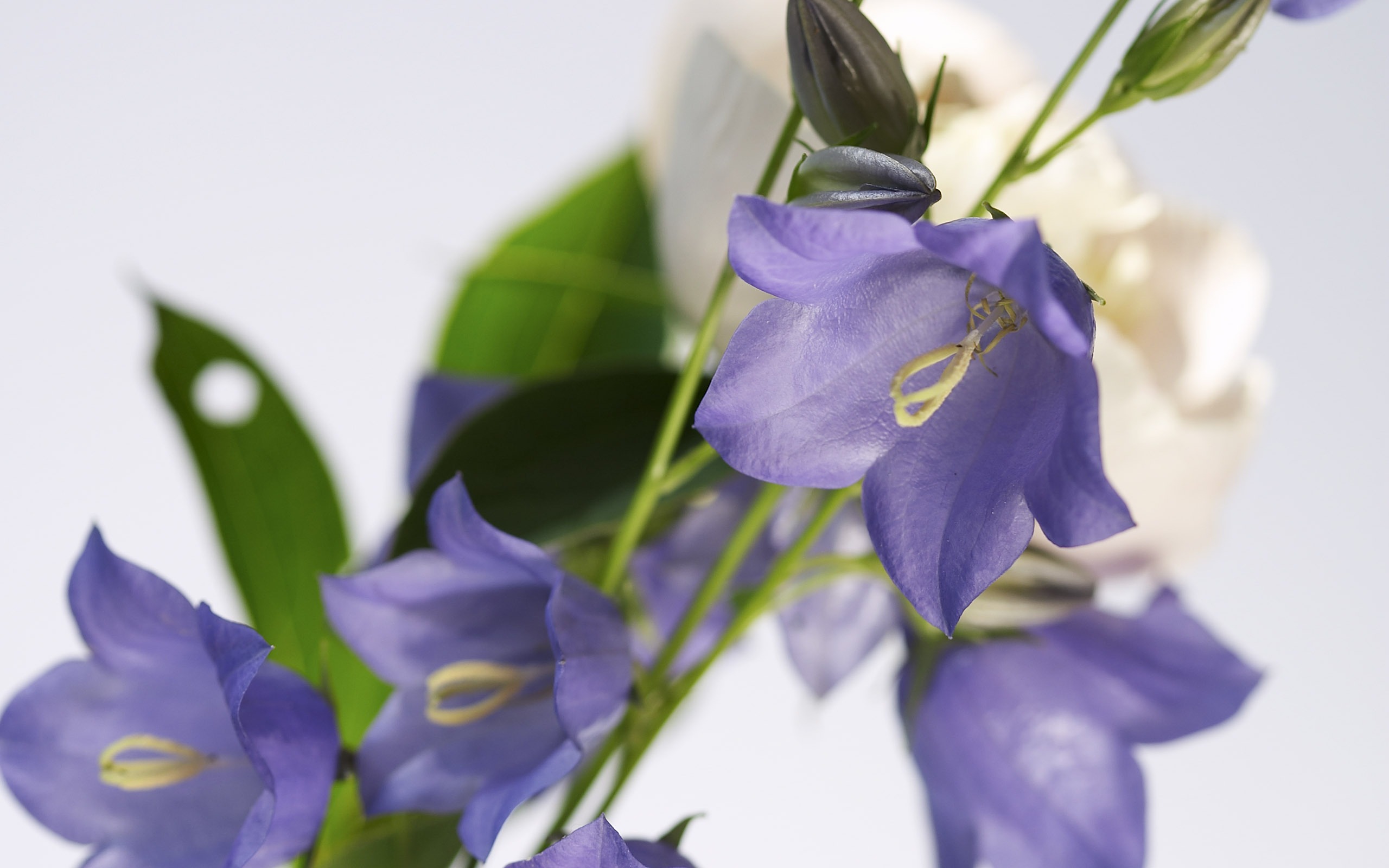 超大鮮花特寫 壁紙(二) #6 - 2560x1600