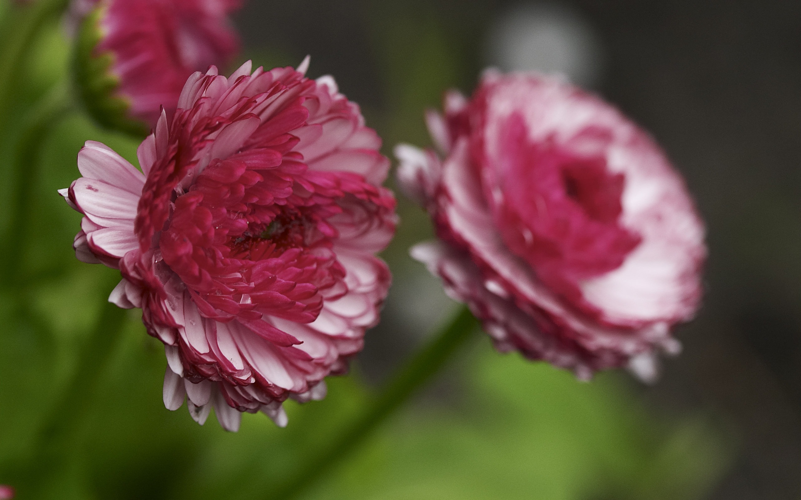 超大鮮花特寫 壁紙(二) #7 - 2560x1600