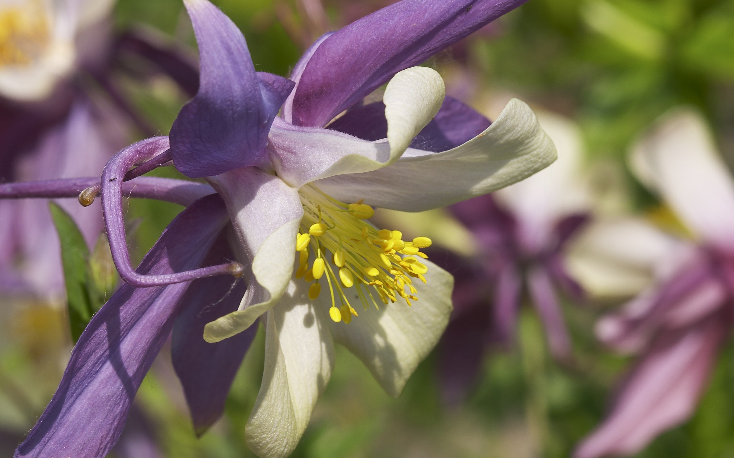 超大鲜花特写 壁纸(二)9 - 2560x1600