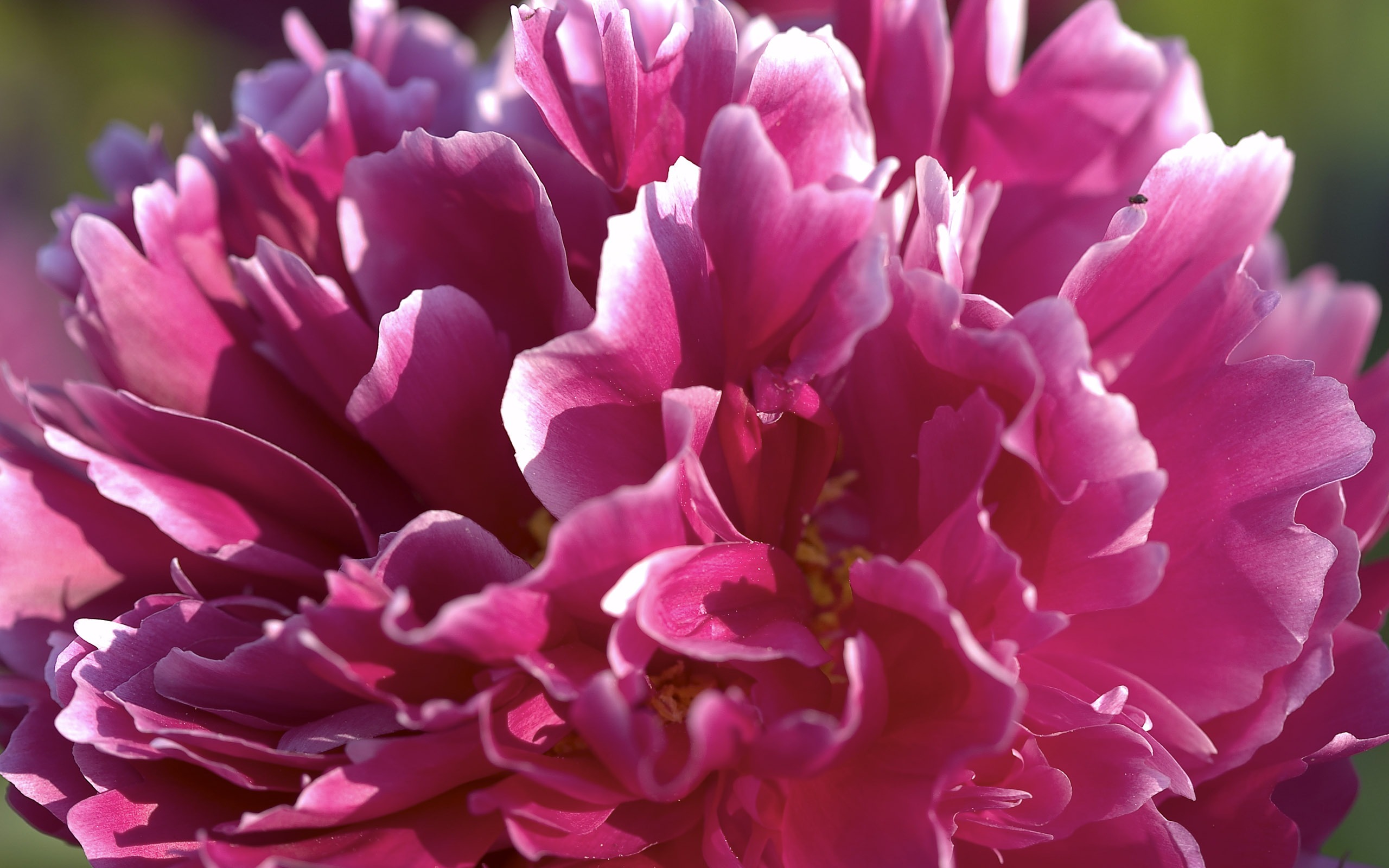 超大鮮花特寫 壁紙(二) #10 - 2560x1600