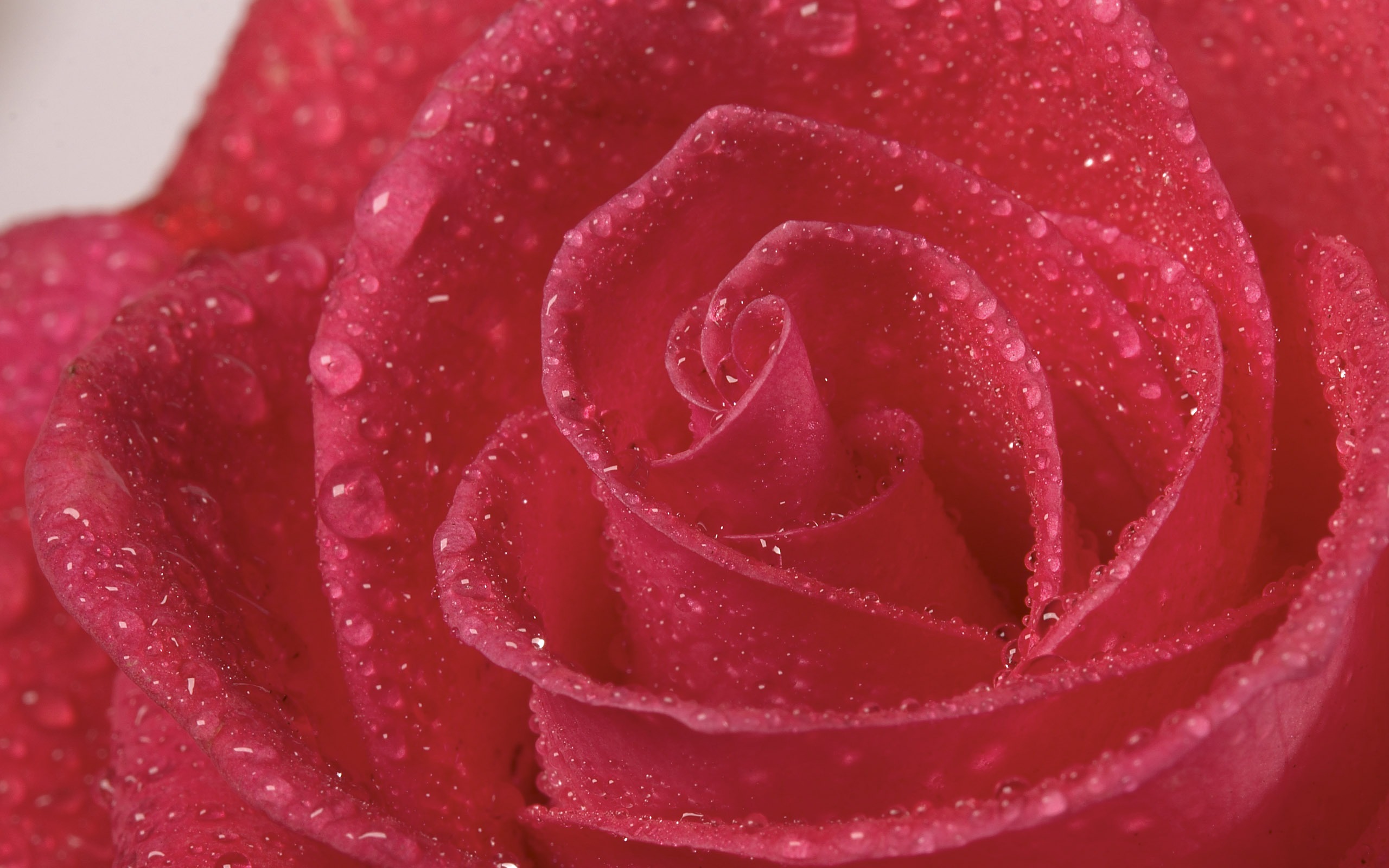 超大鮮花特寫 壁紙(二) #19 - 2560x1600