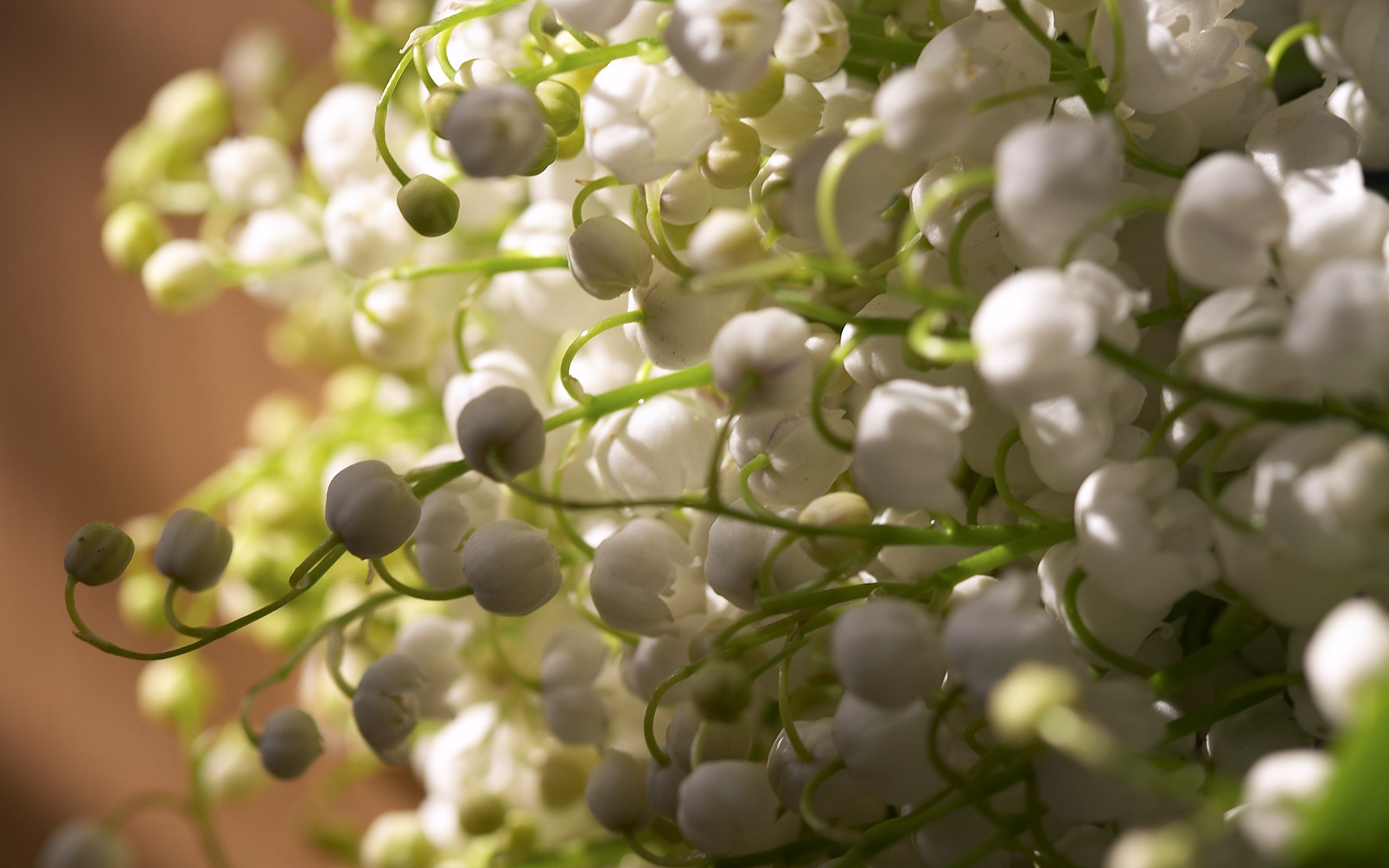超大鮮花特寫 壁紙(三) #3 - 2560x1600