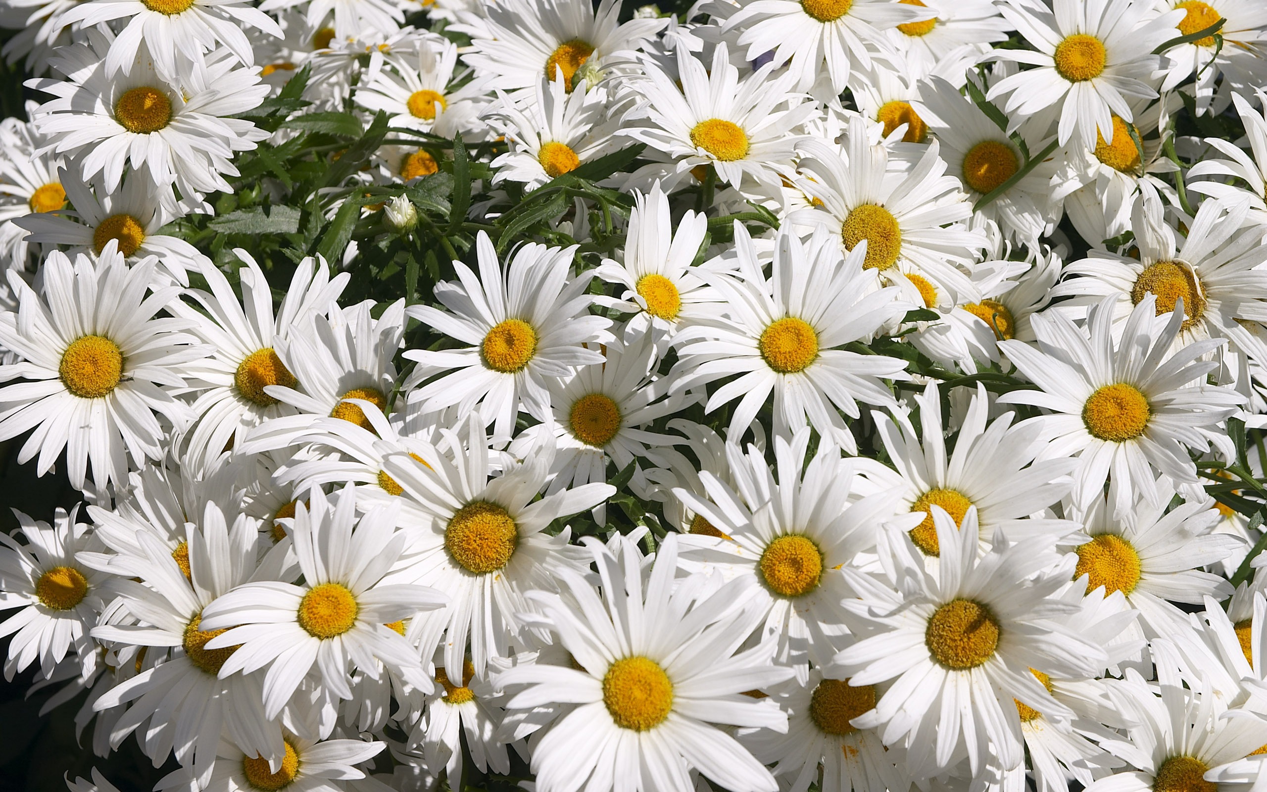 超大鮮花特寫 壁紙(三) #8 - 2560x1600